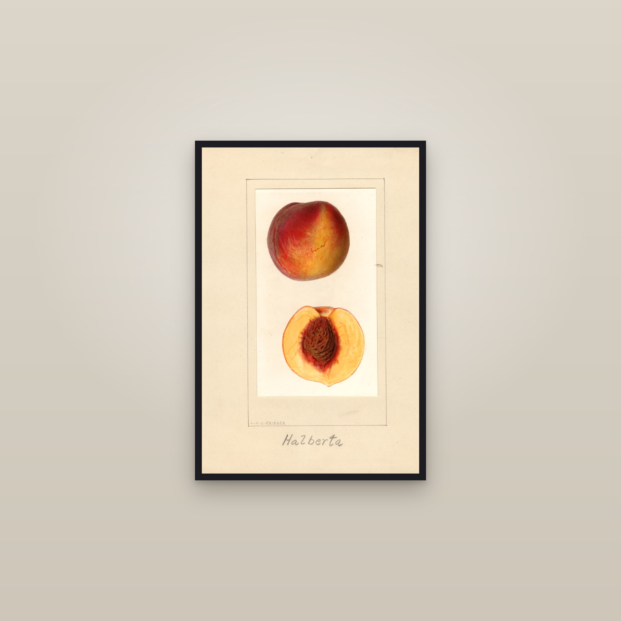 Halberta Peach — framed in a gallery setting