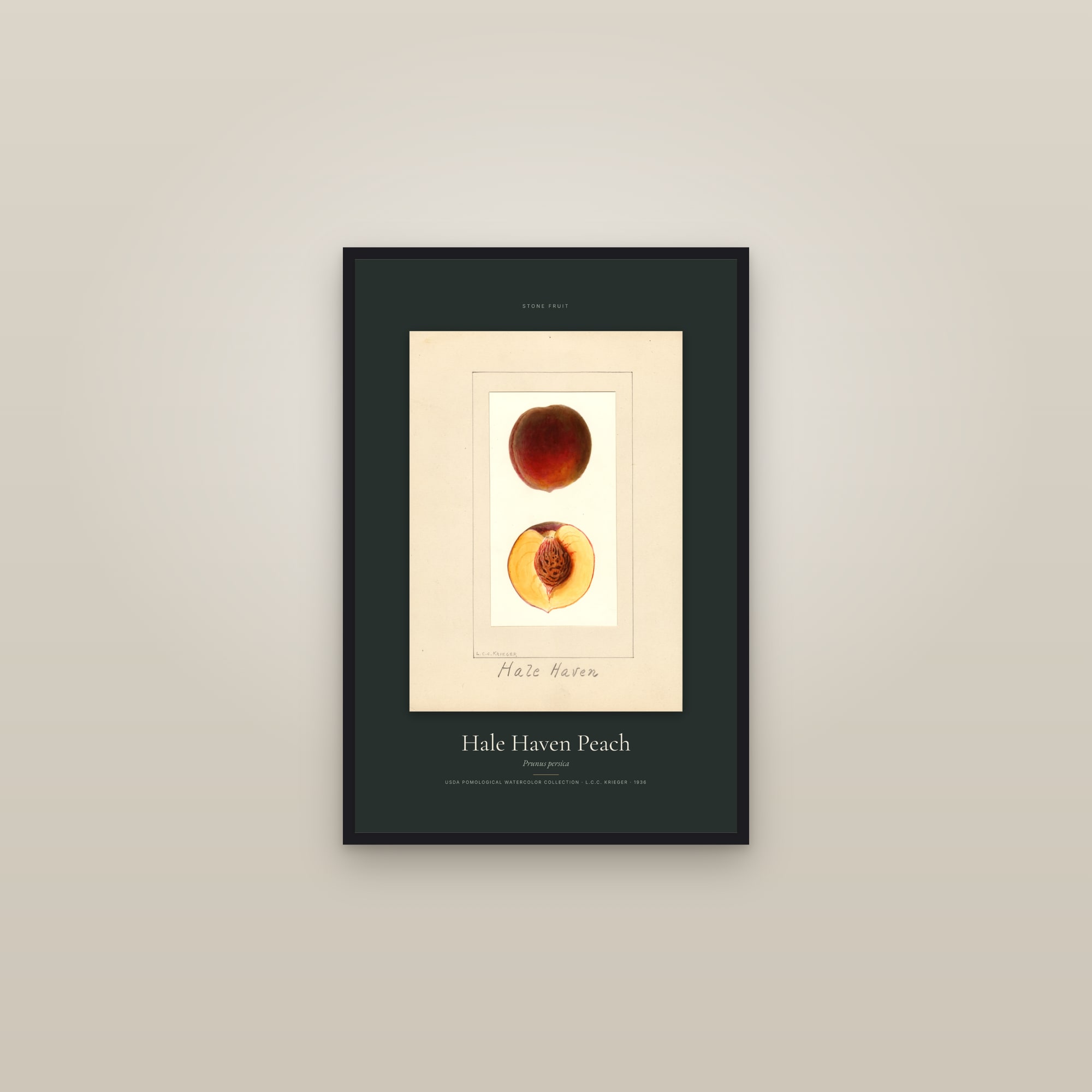 Hale Haven Peach — Specimen — framed in a gallery setting