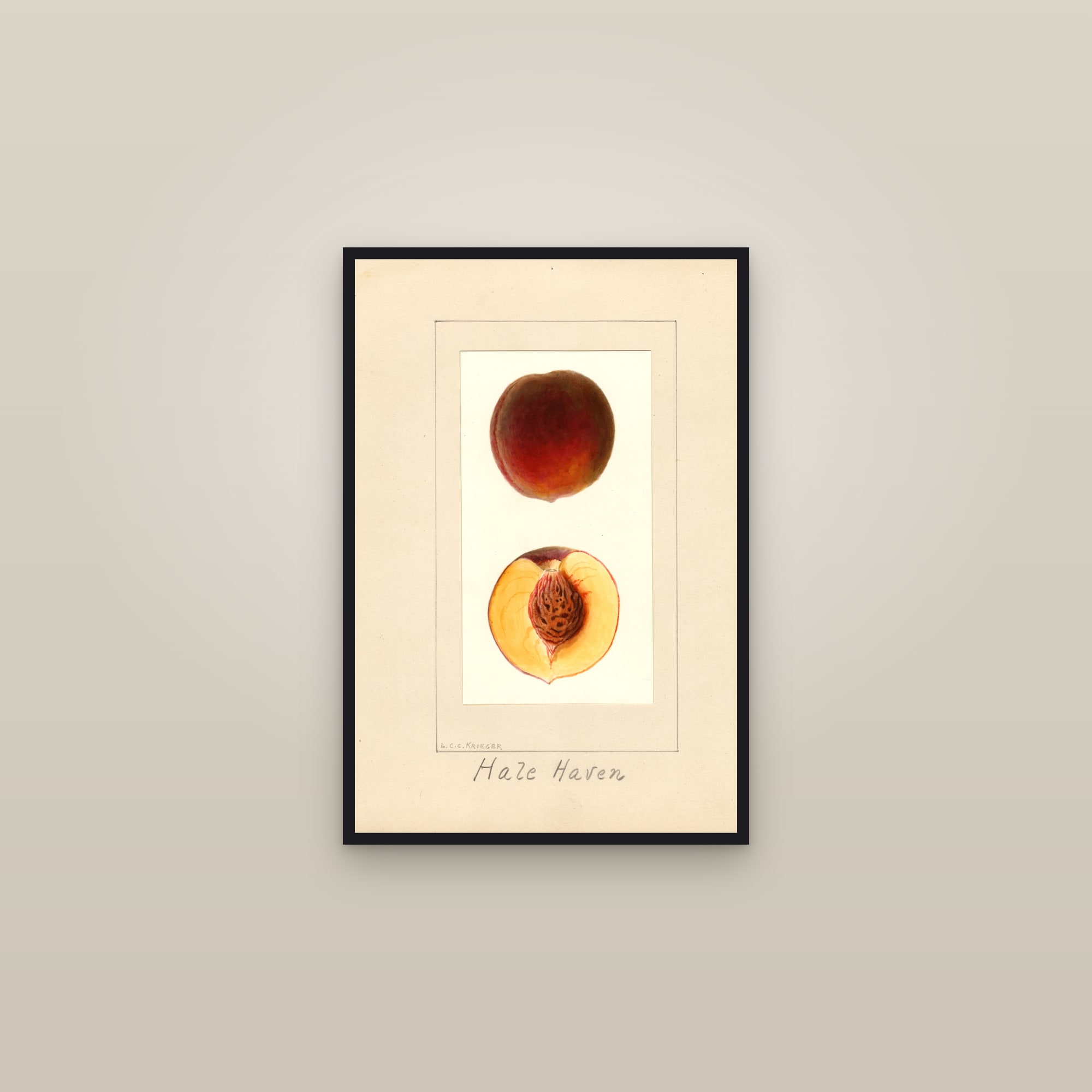 Hale Haven Peach — framed in a gallery setting