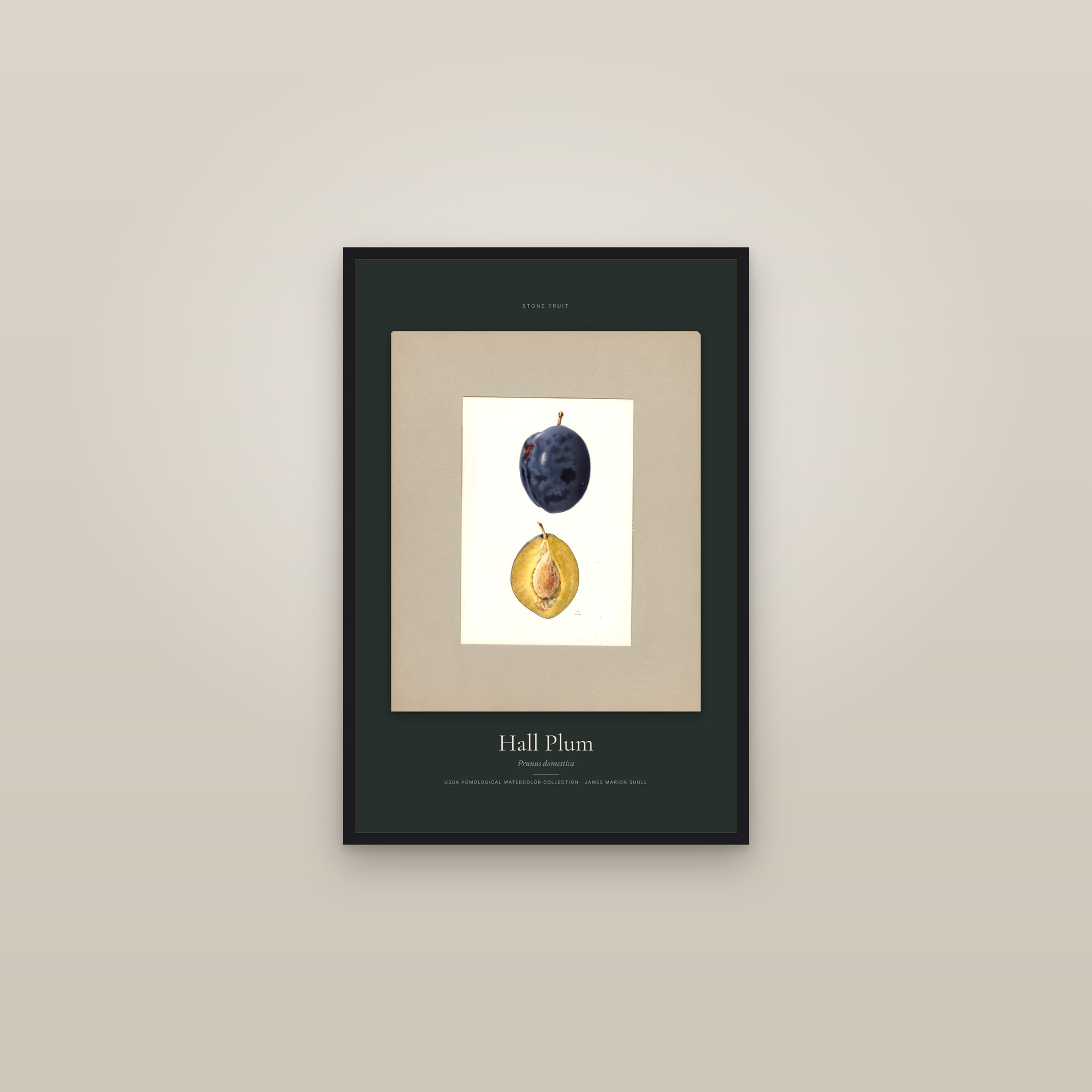 Hall Plum — Specimen — framed in a gallery setting