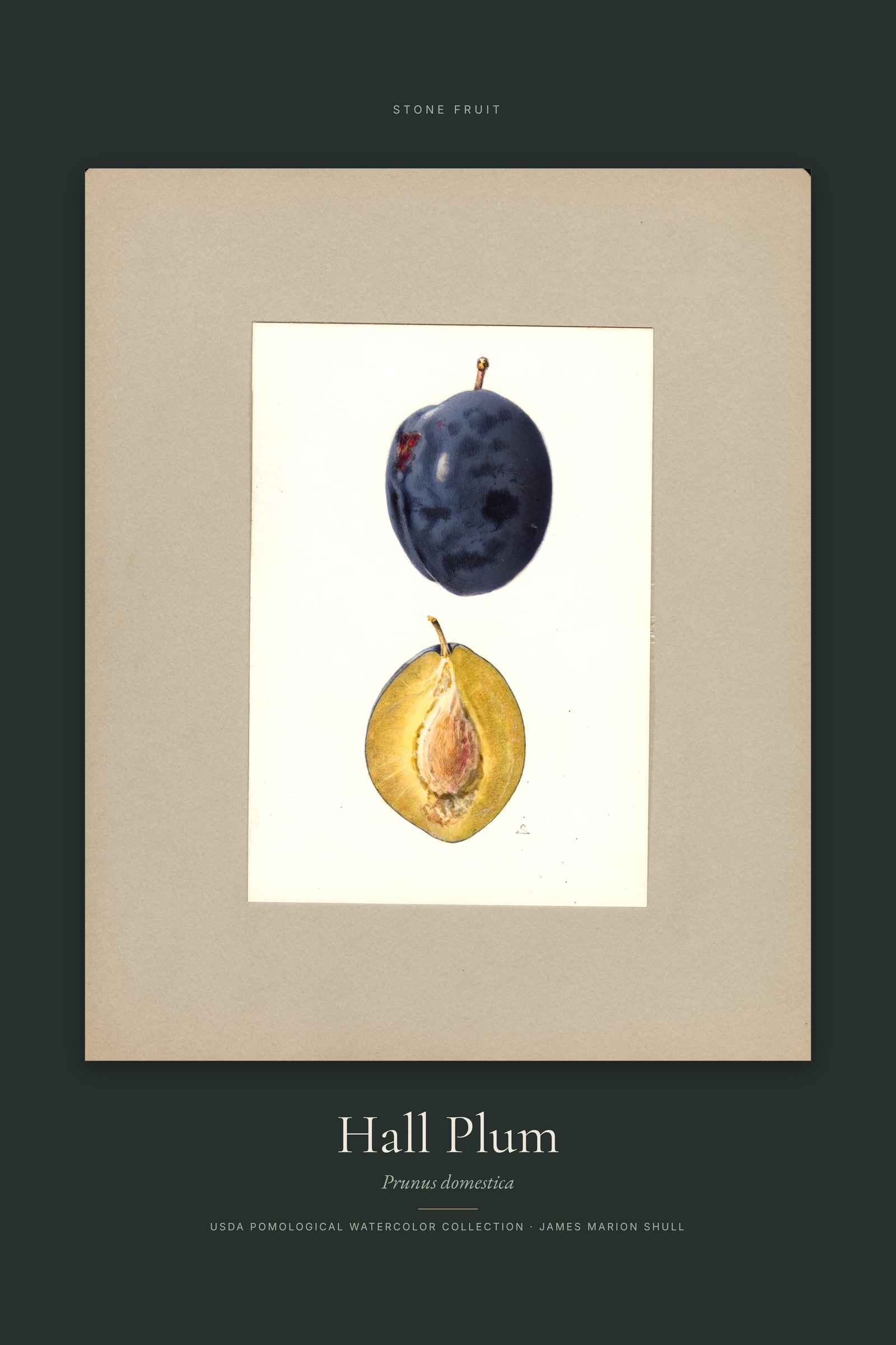 Hall Plum — Specimen