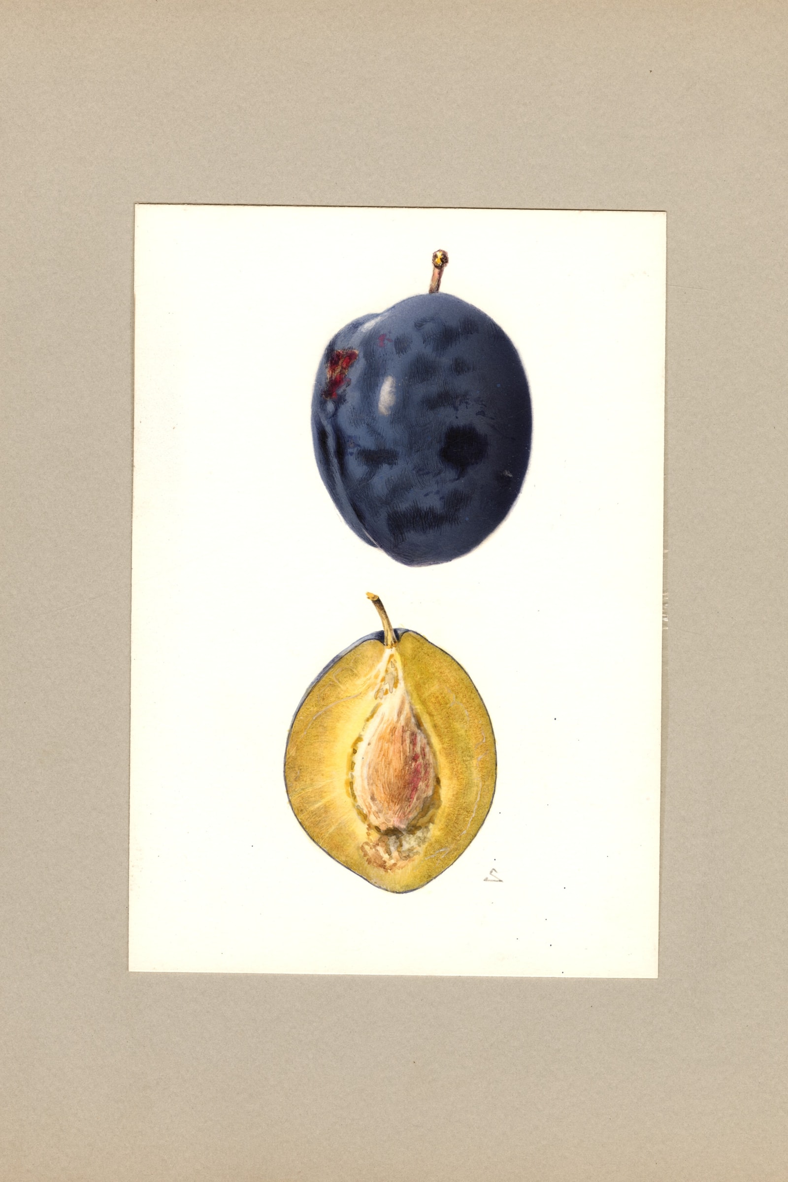 Hall Plum