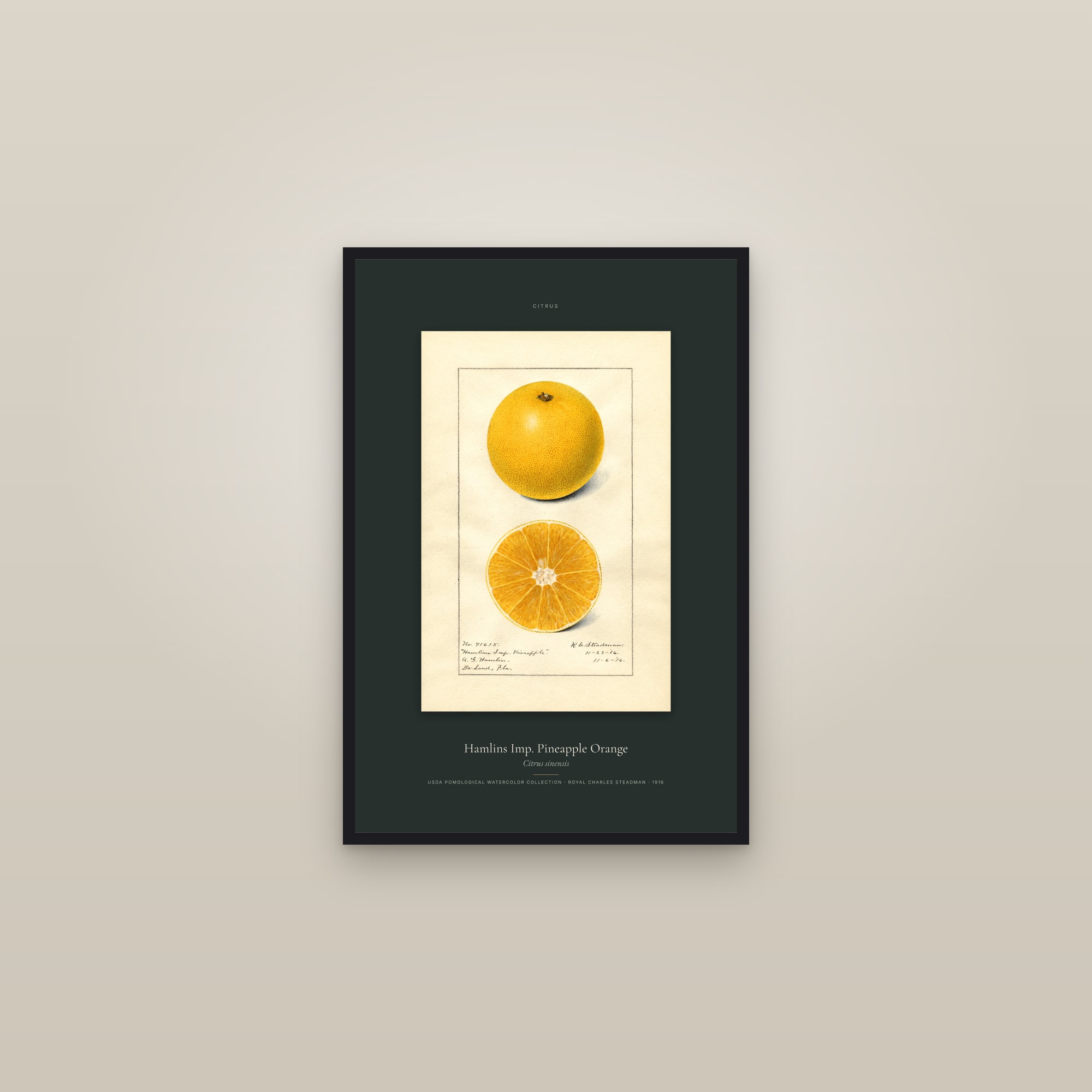 Hamlins Imp. Pineapple Orange — Specimen — framed in a gallery setting