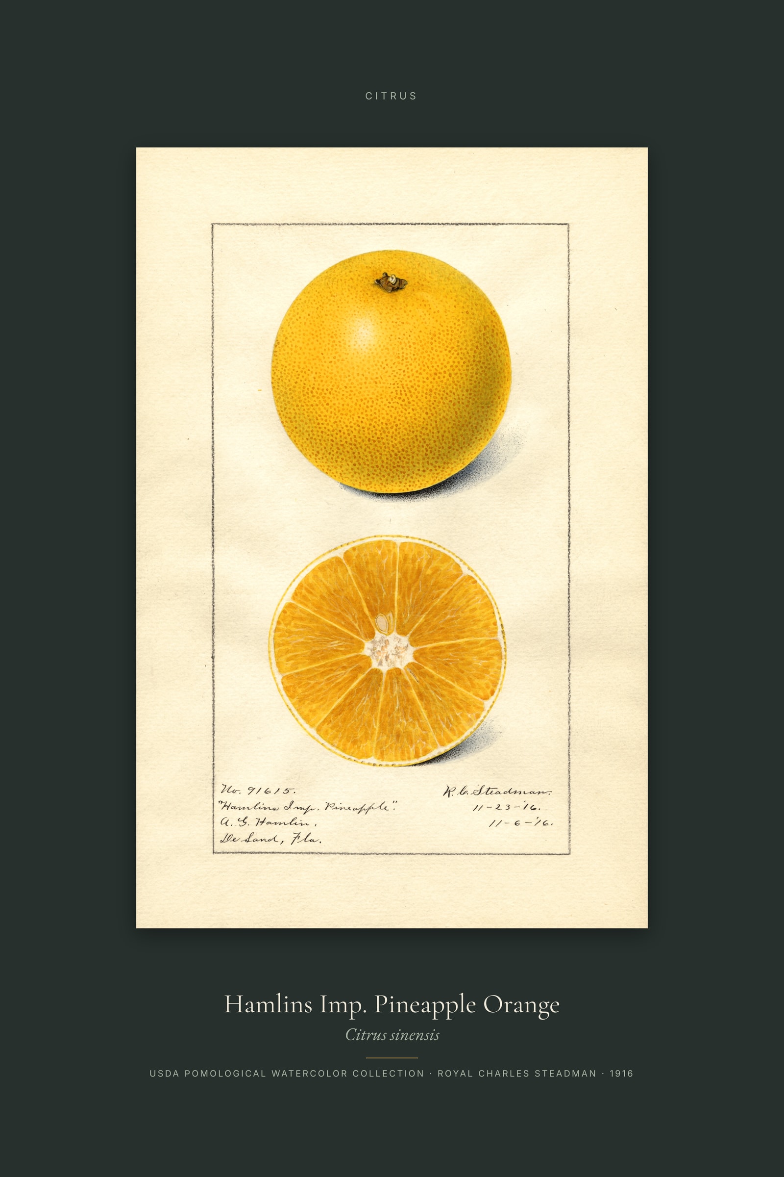 Hamlins Imp. Pineapple Orange — Specimen