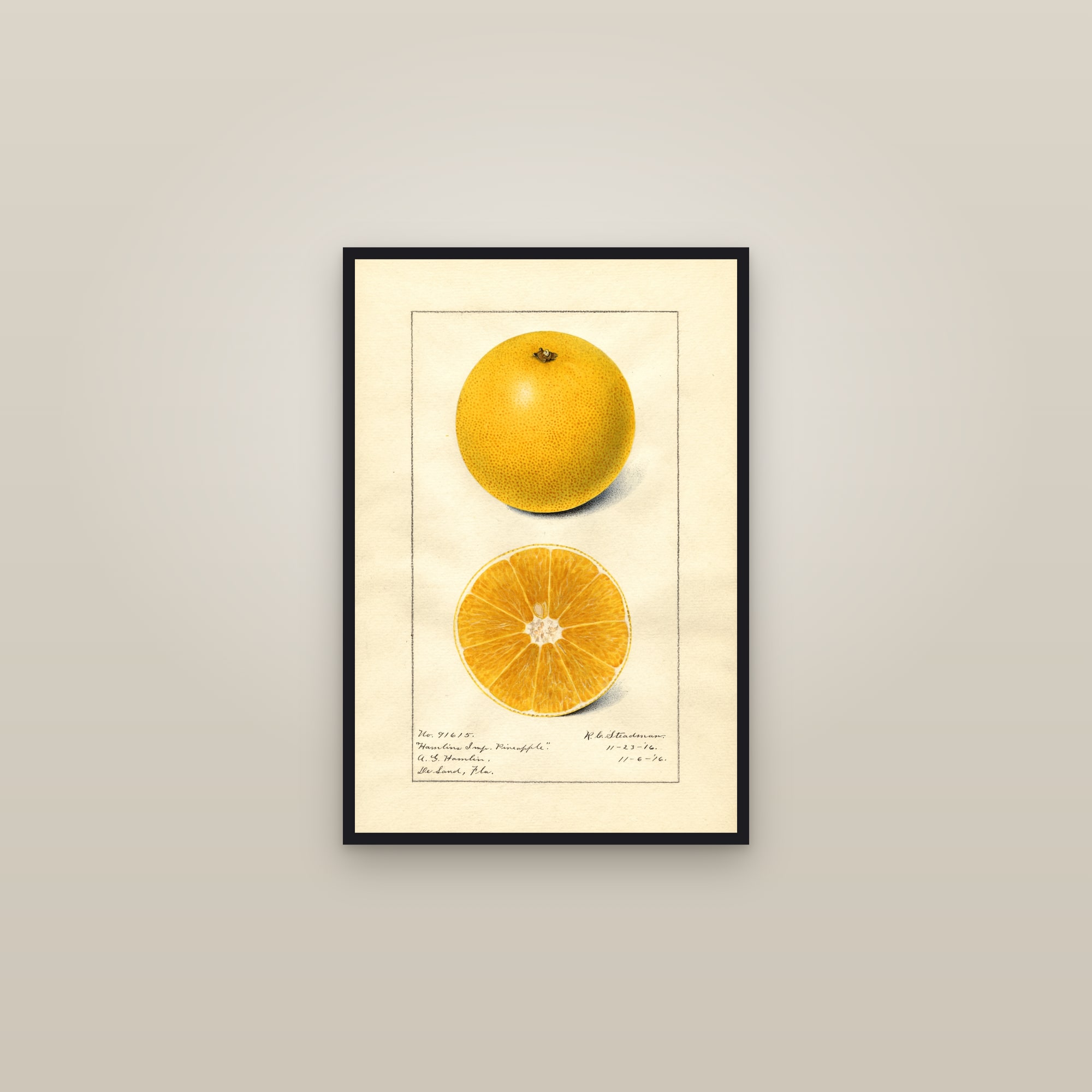 Hamlins Imp. Pineapple Orange — framed in a gallery setting