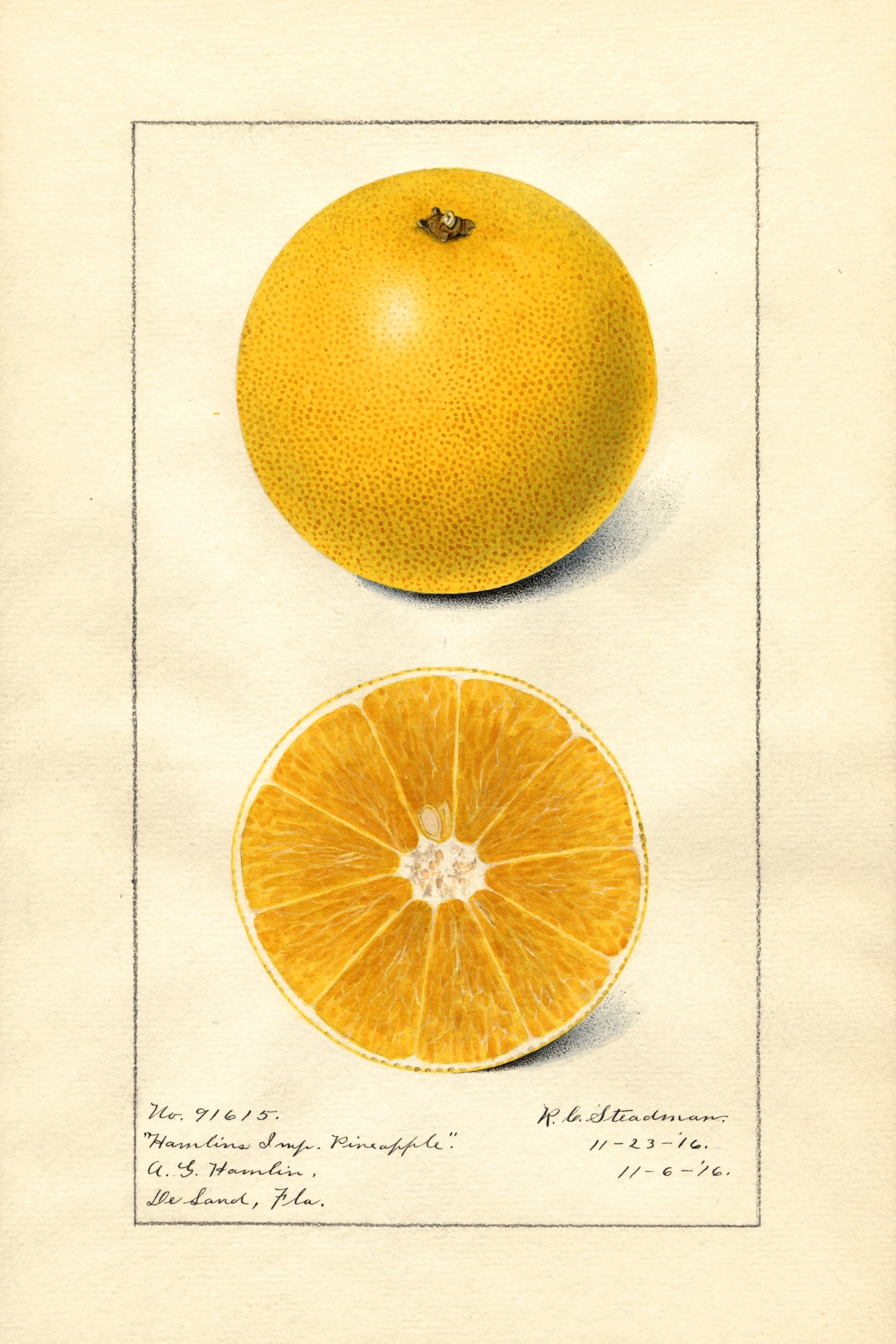 Hamlins Imp. Pineapple Orange