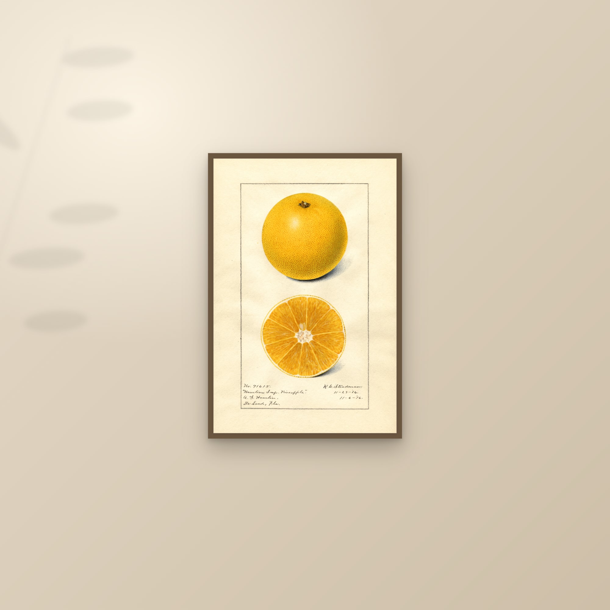 Hamlins Imp. Pineapple Orange — framed and styled on a sunlit wall