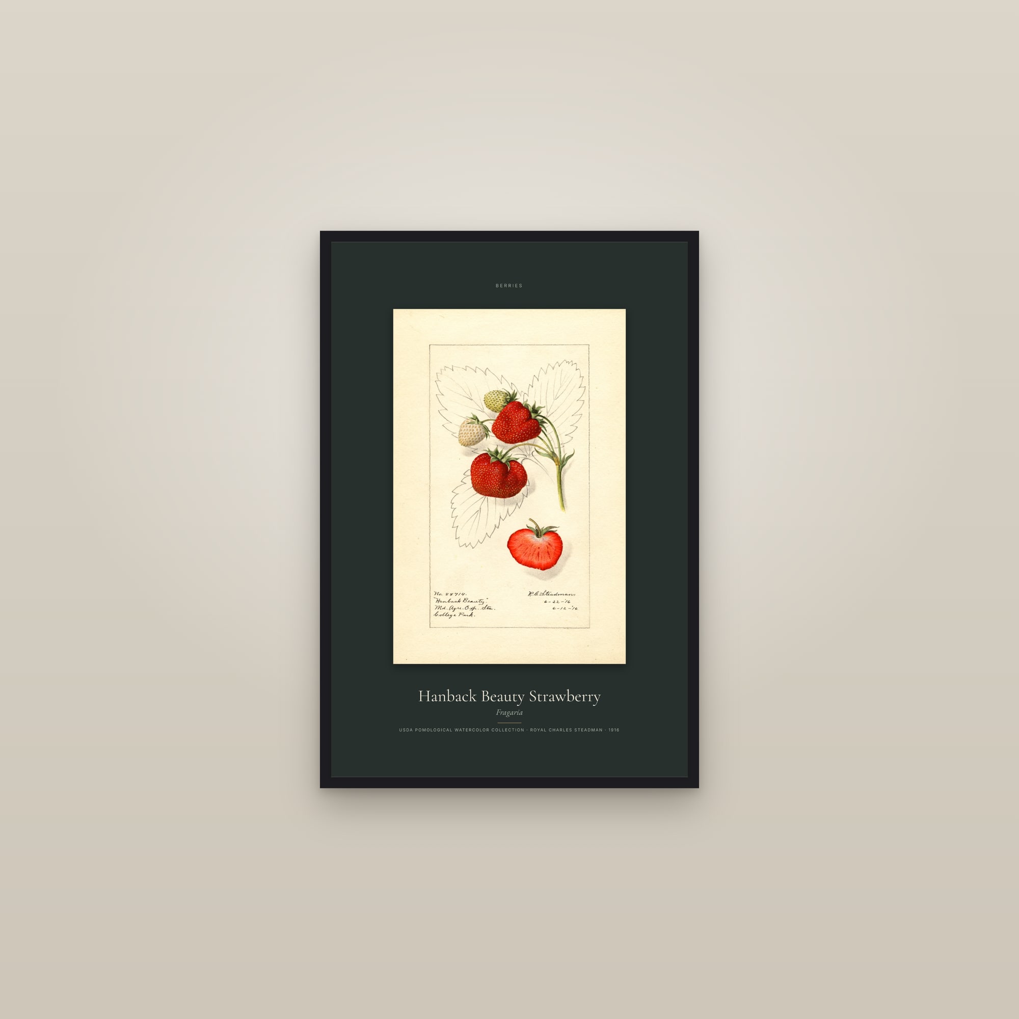Hanback Beauty Strawberry — Specimen — framed in a gallery setting