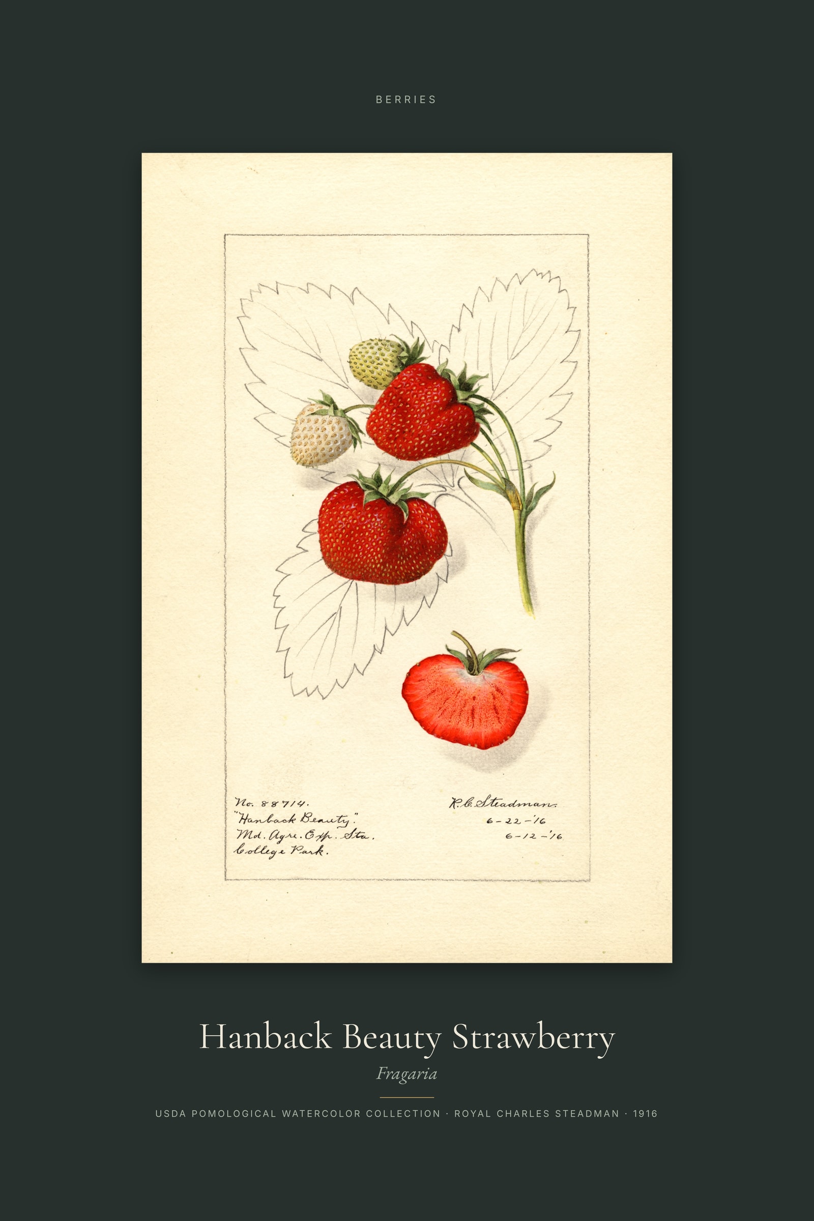 Hanback Beauty Strawberry — Specimen