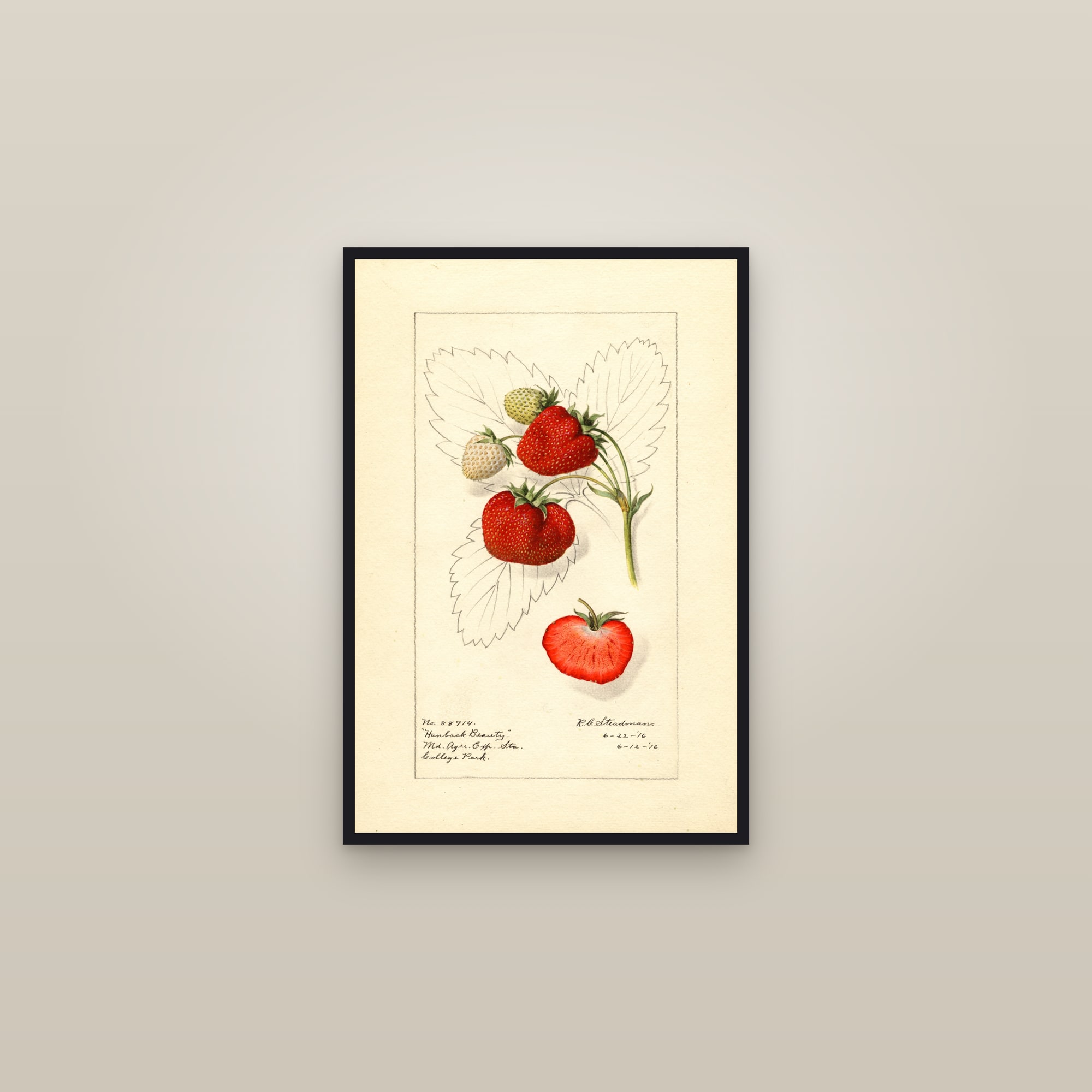 Hanback Beauty Strawberry — framed in a gallery setting