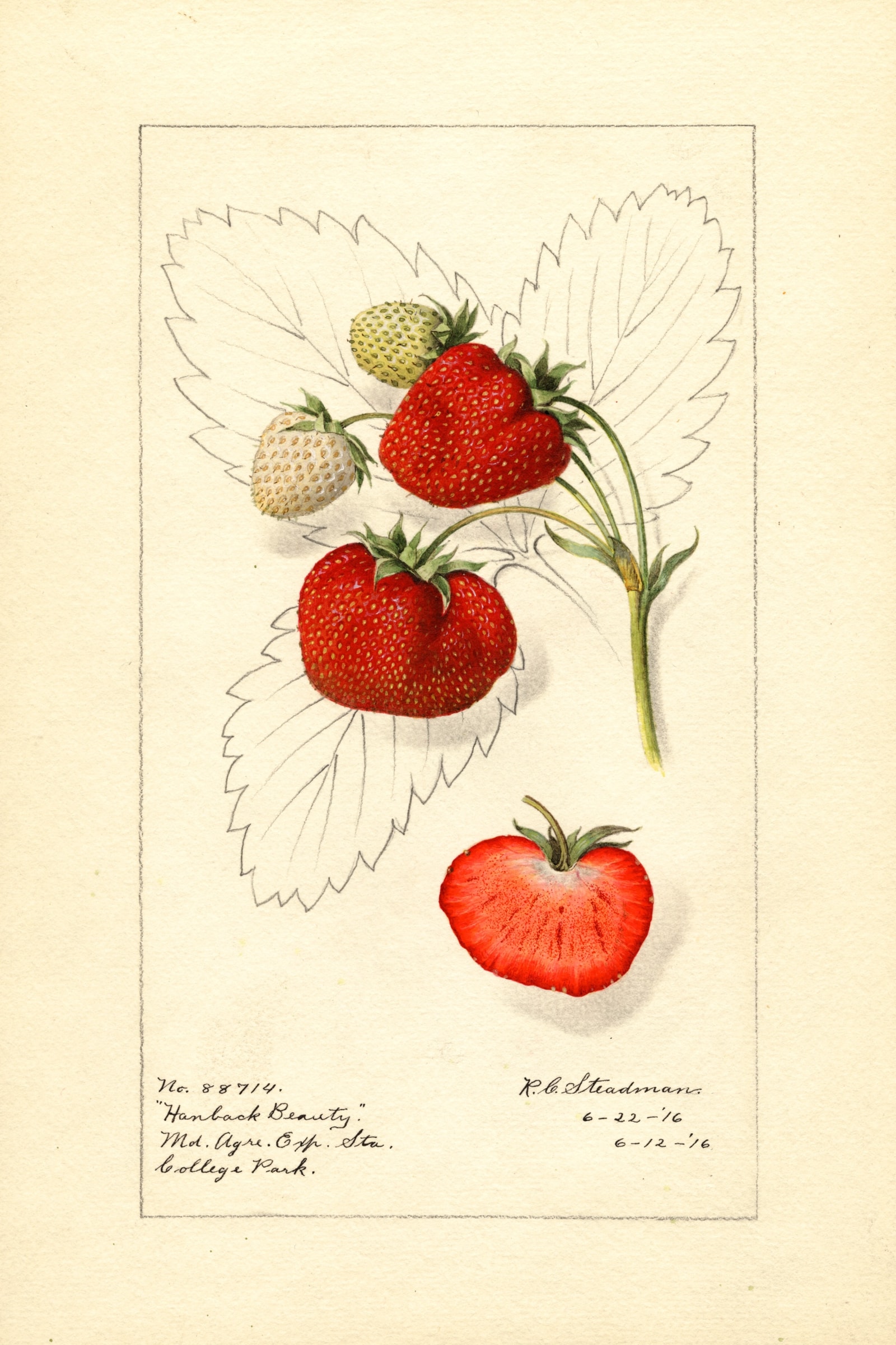 Hanback Beauty Strawberry