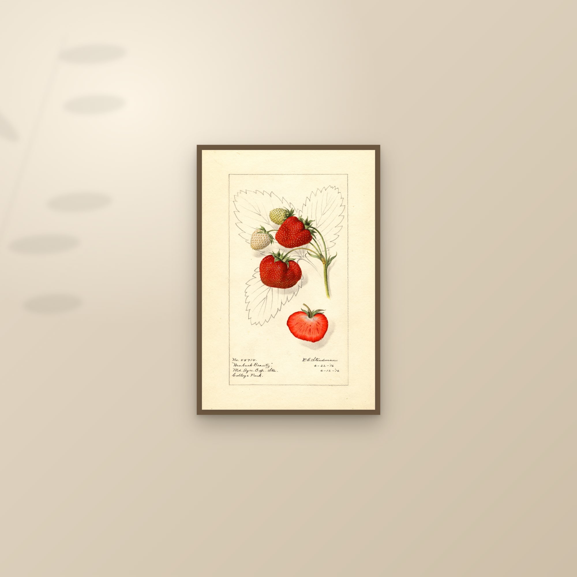 Hanback Beauty Strawberry — framed and styled on a sunlit wall