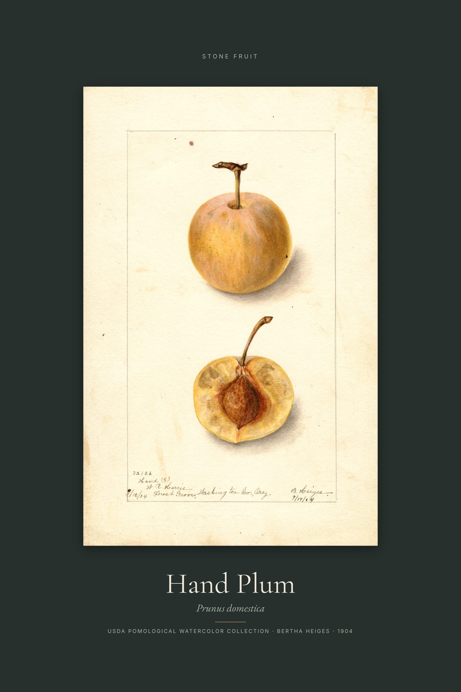 Hand Plum — Specimen