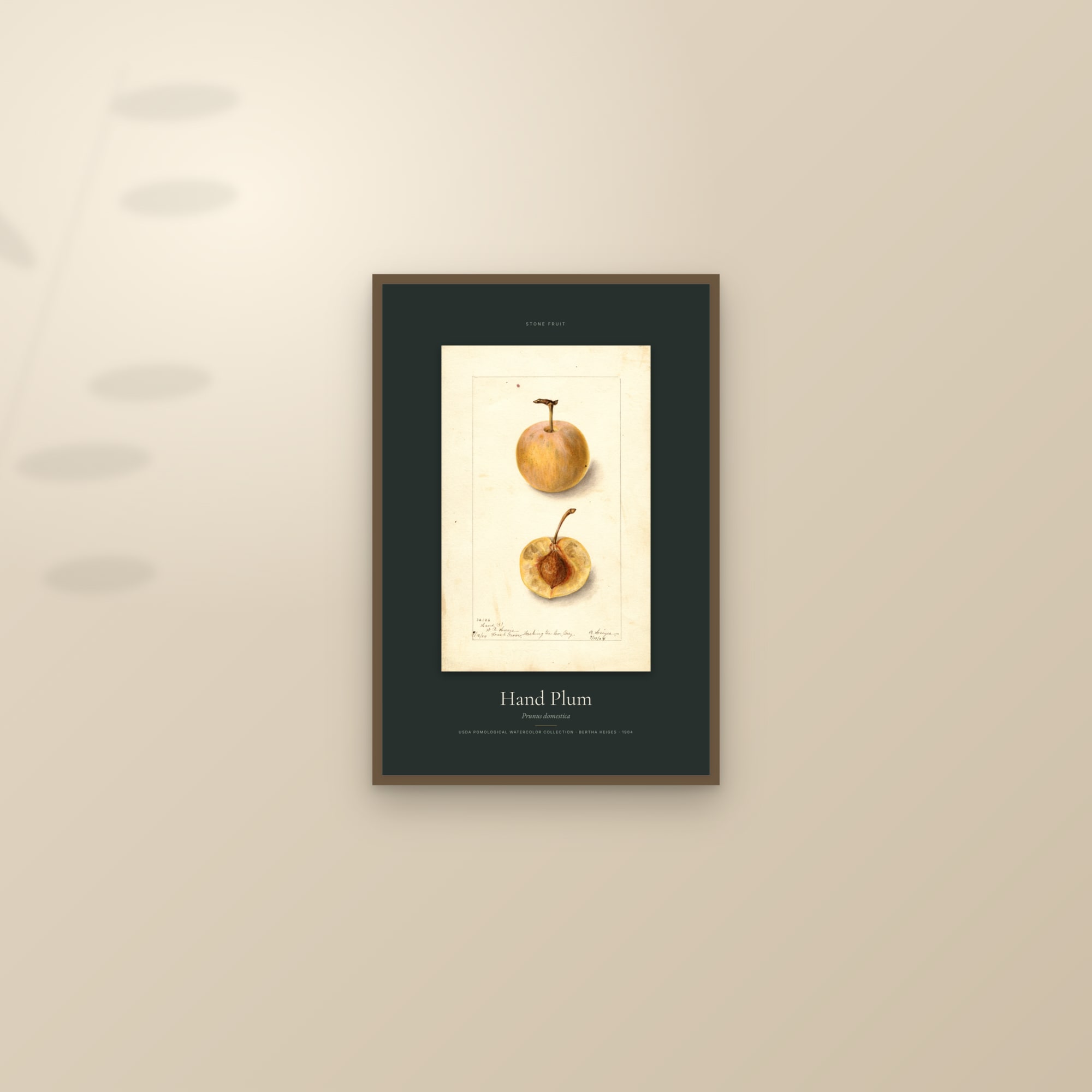 Hand Plum — Specimen — framed and styled on a sunlit wall