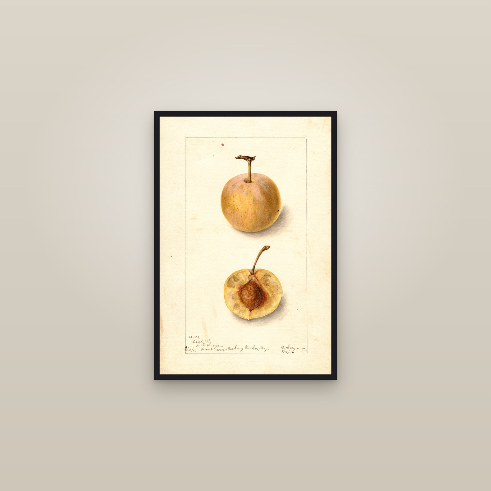 Hand Plum — framed in a gallery setting