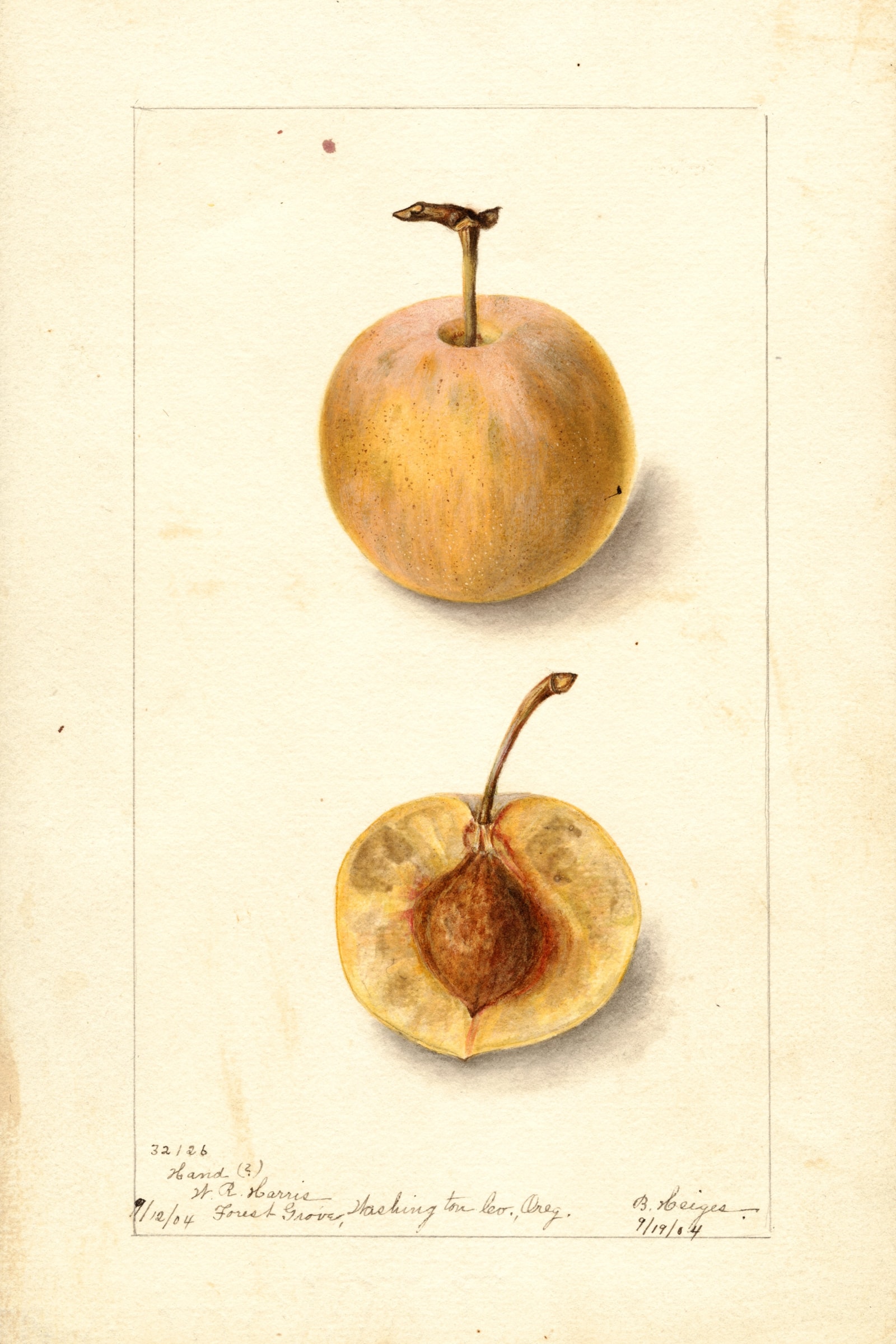 Hand Plum