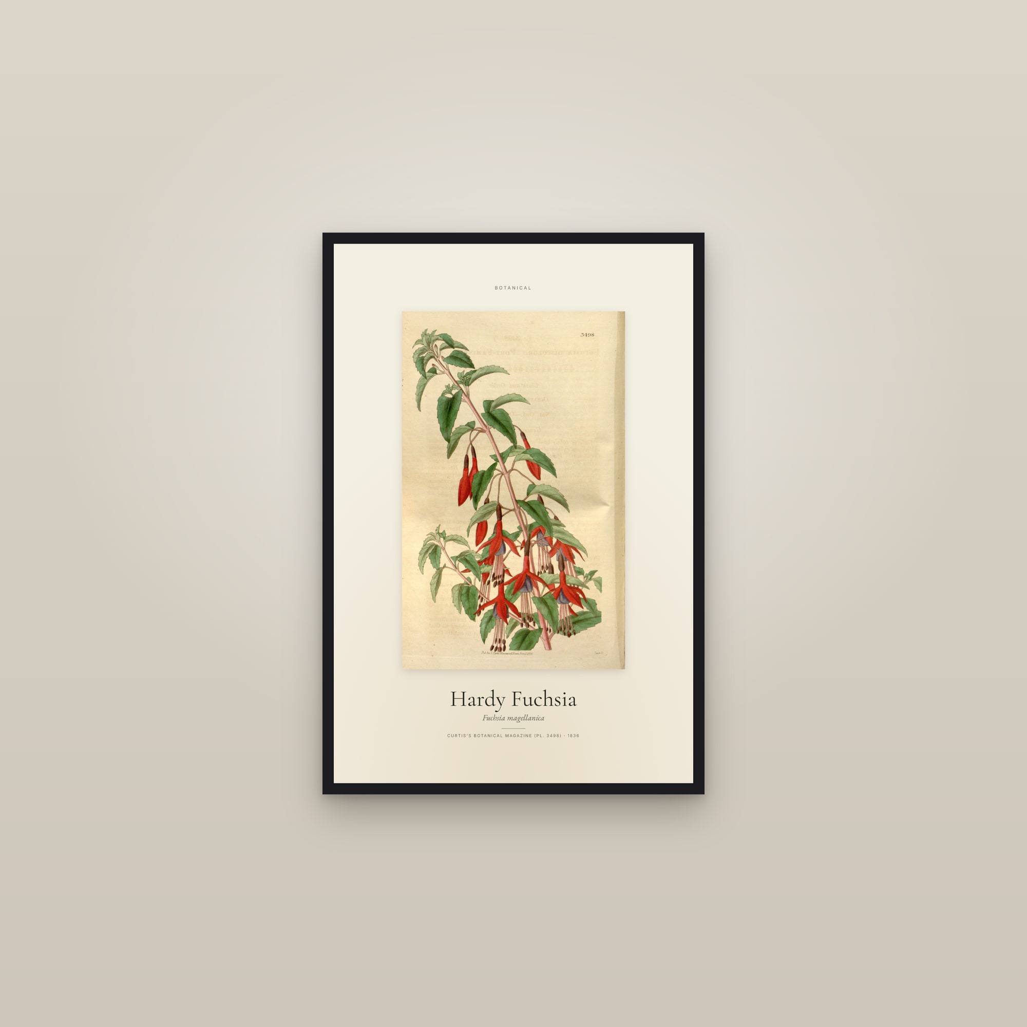 Hardy Fuchsia — Specimen — framed in a gallery setting