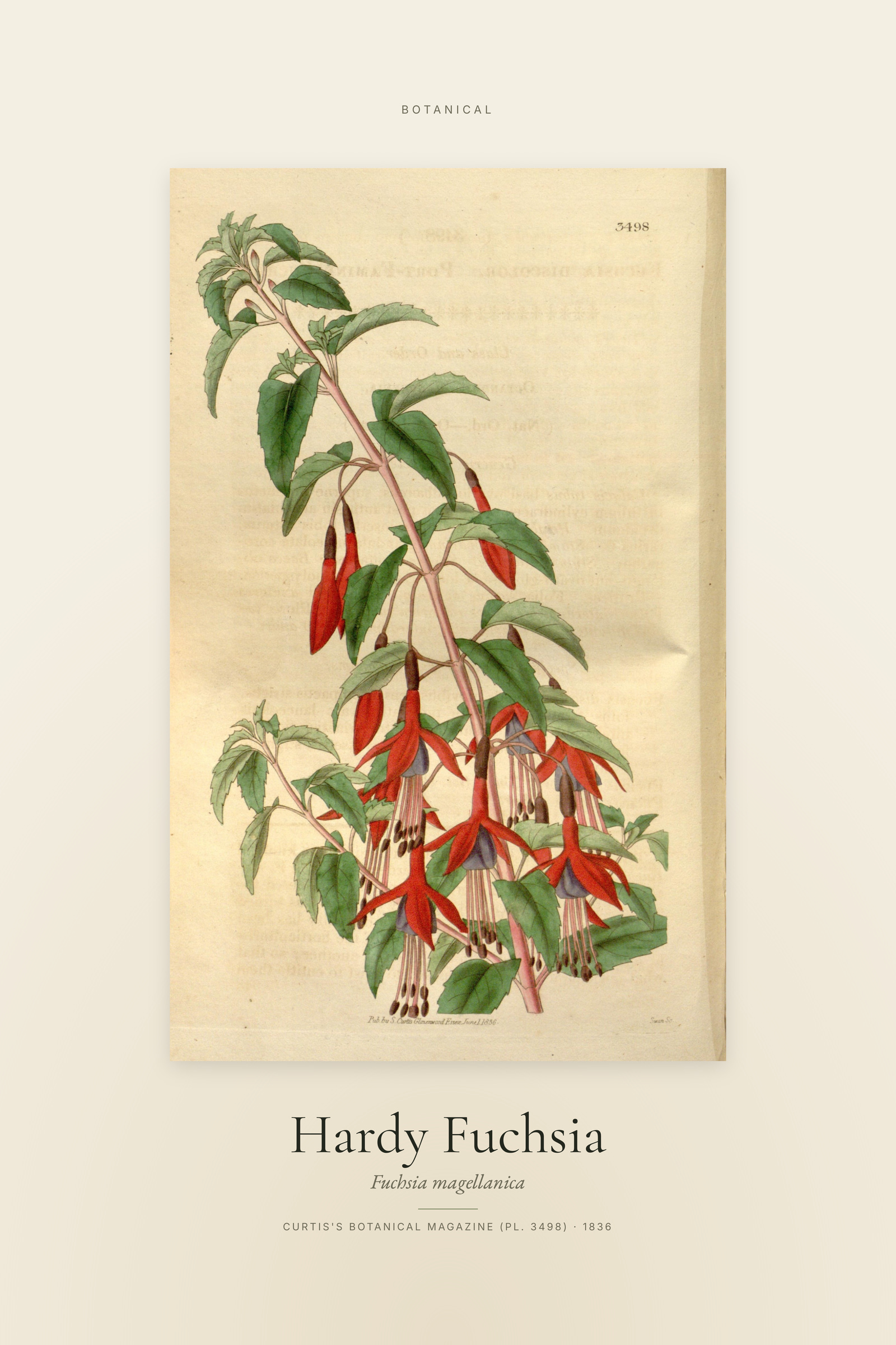 Hardy Fuchsia — Specimen
