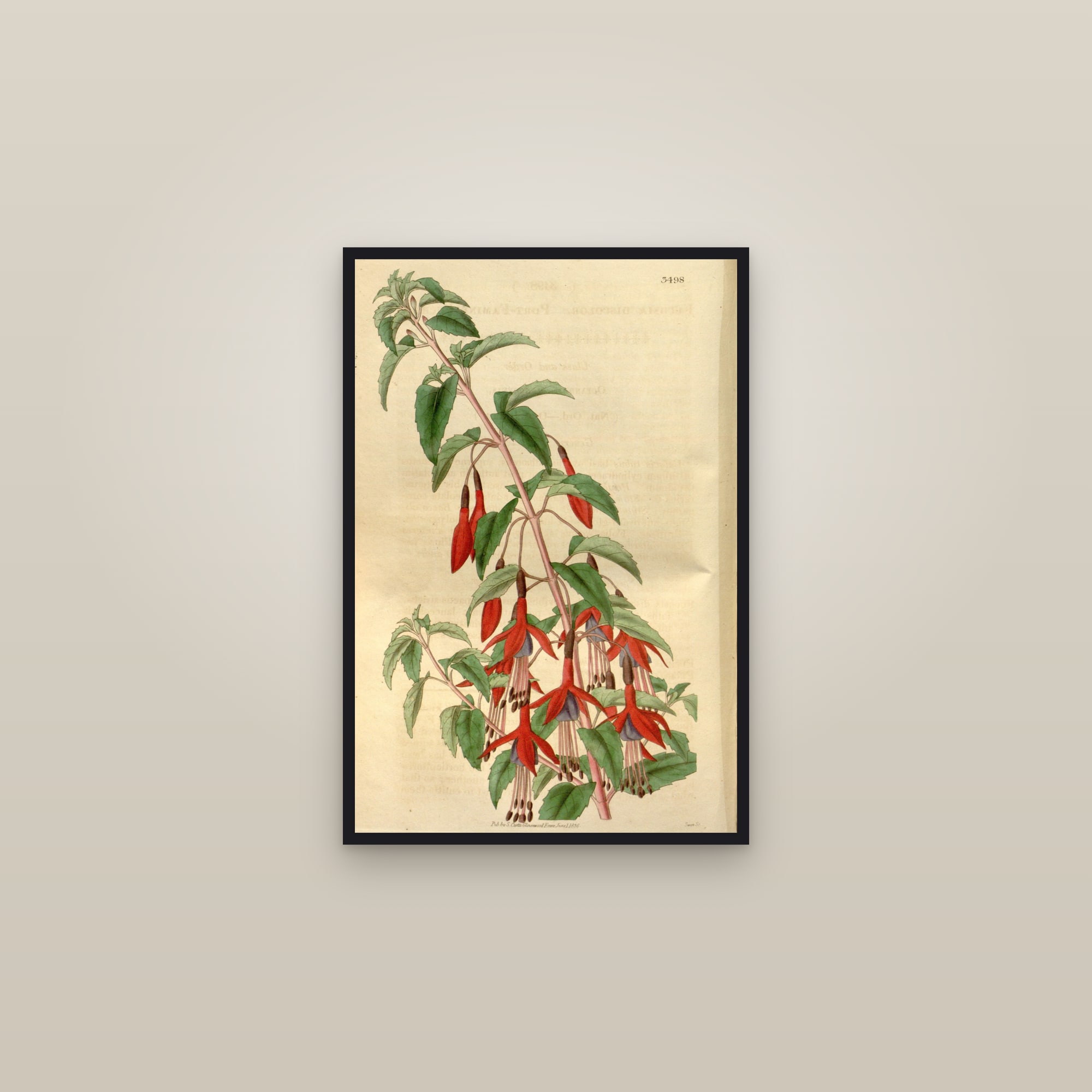 Hardy Fuchsia — framed in a gallery setting