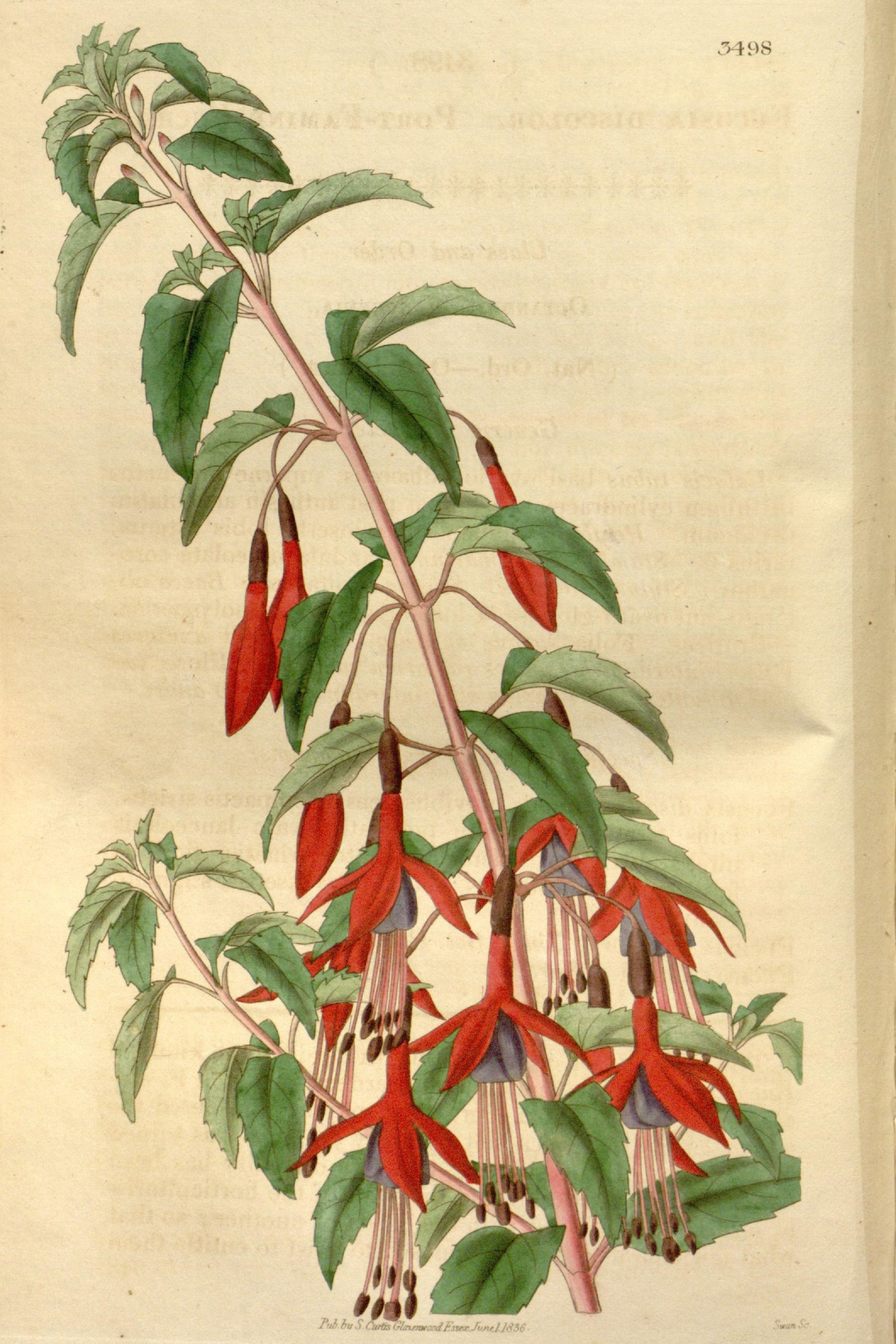Hardy Fuchsia