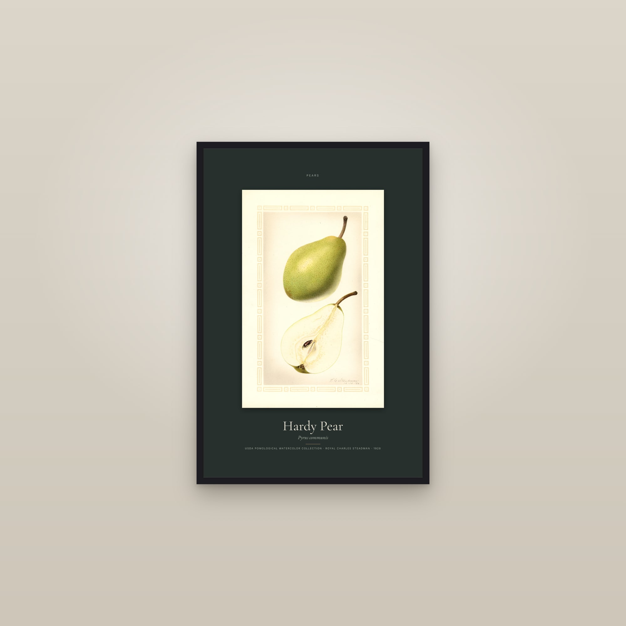 Hardy Pear — Specimen — framed in a gallery setting
