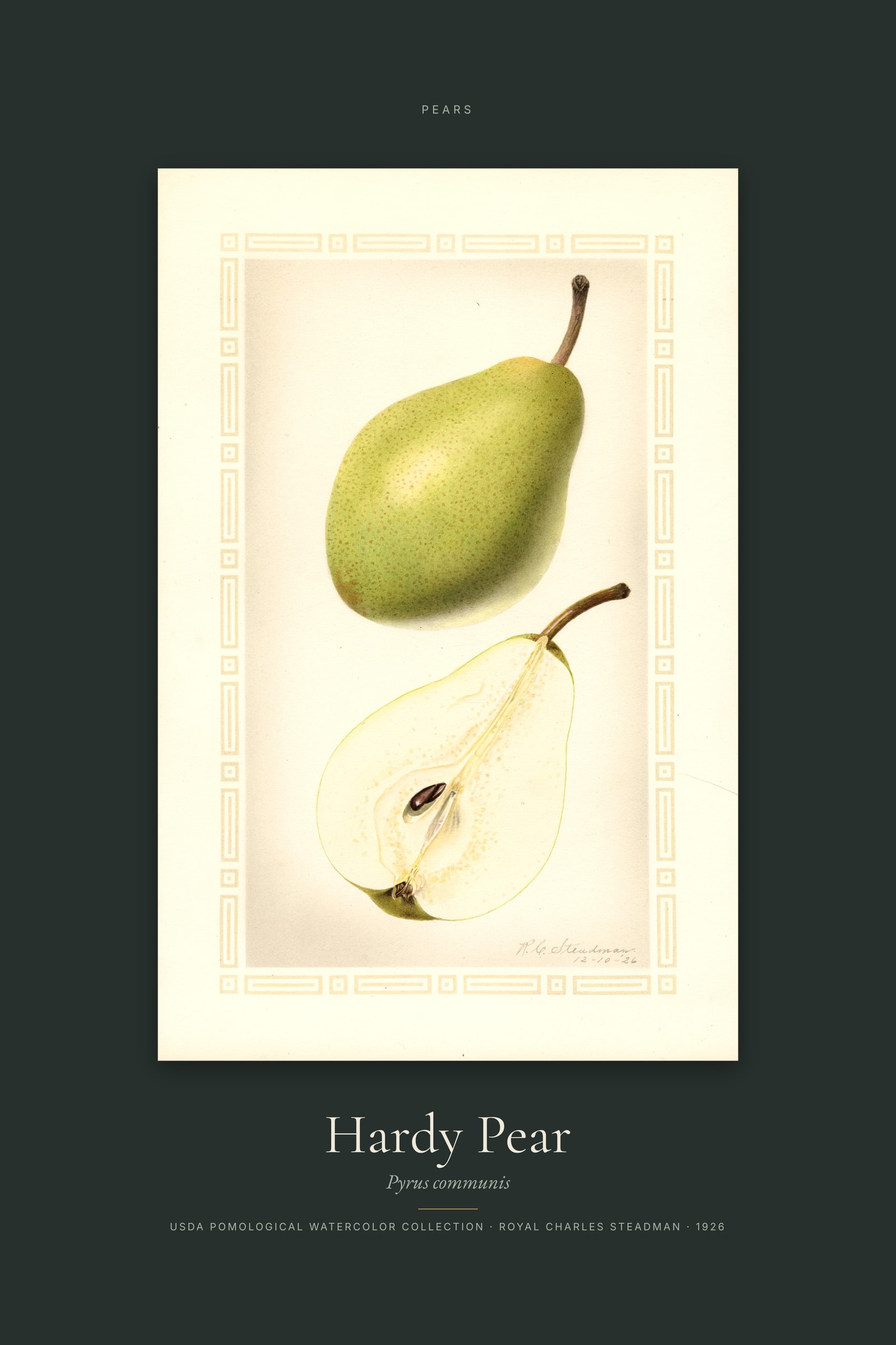 Hardy Pear — Specimen