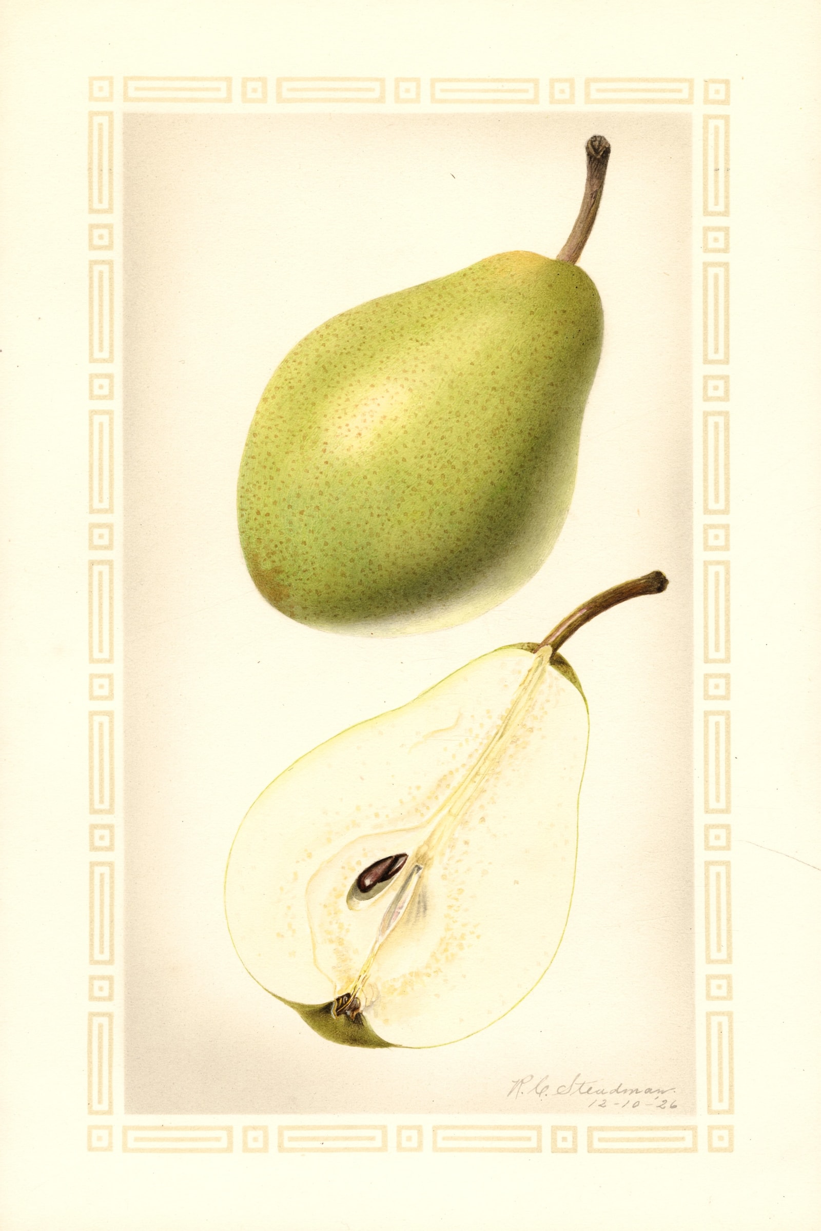 Hardy Pear