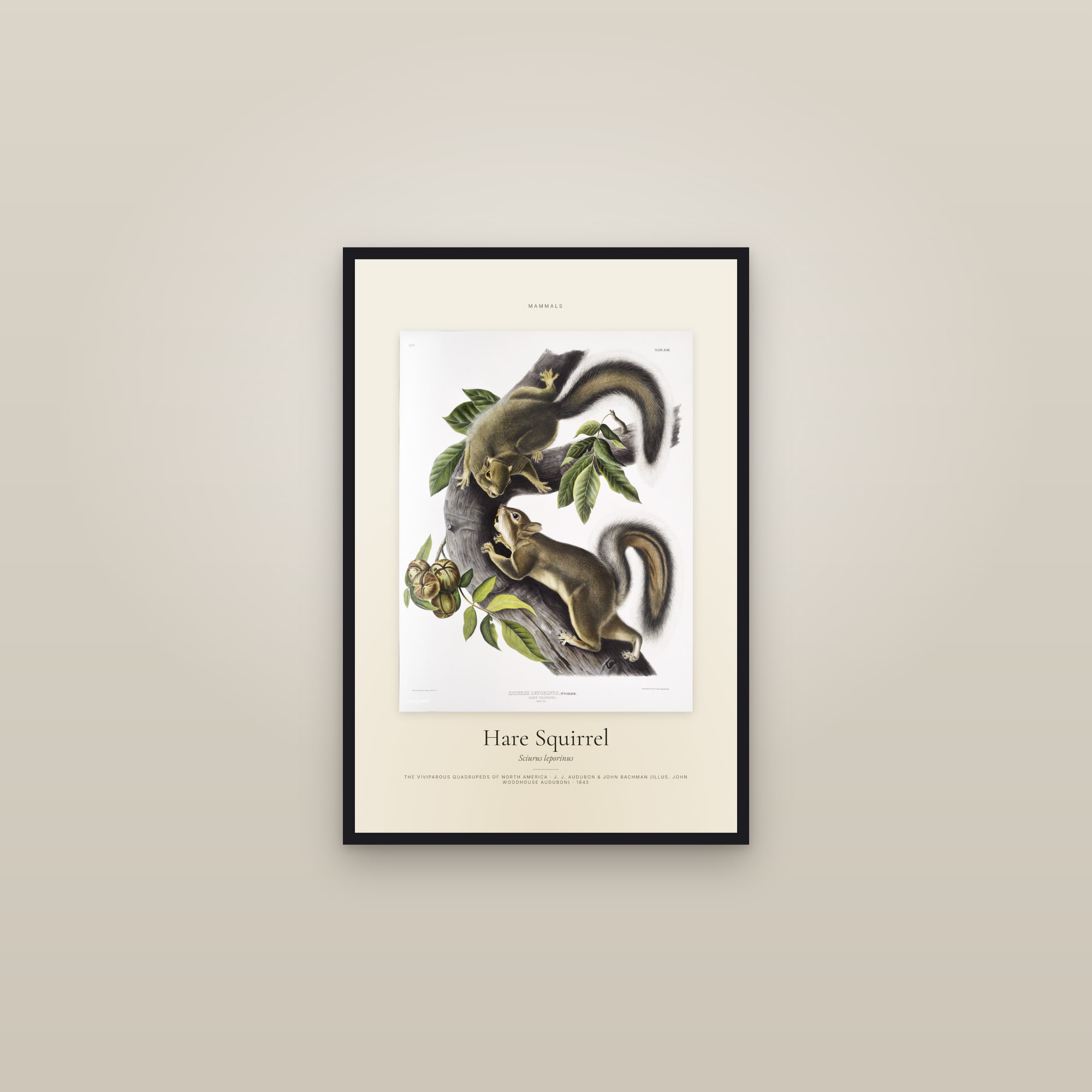 Hare Squirrel — Specimen — framed in a gallery setting