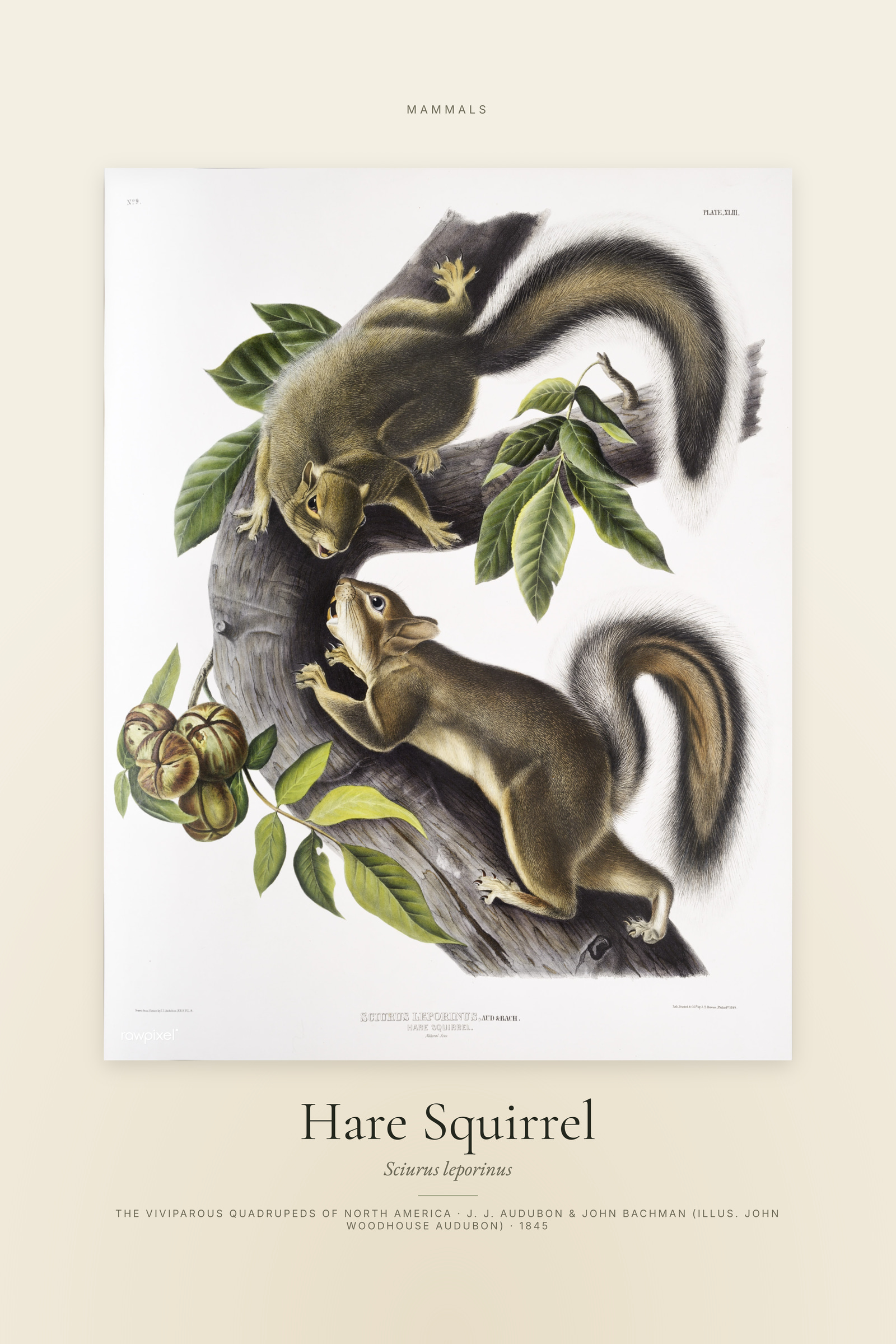 Hare Squirrel — Specimen