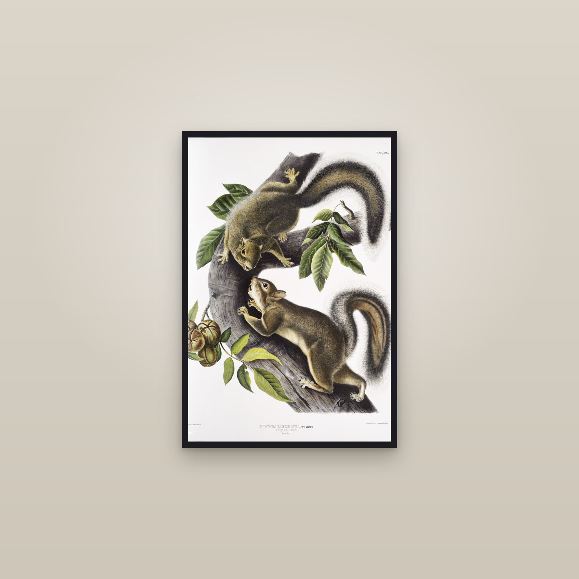 Hare Squirrel — framed in a gallery setting