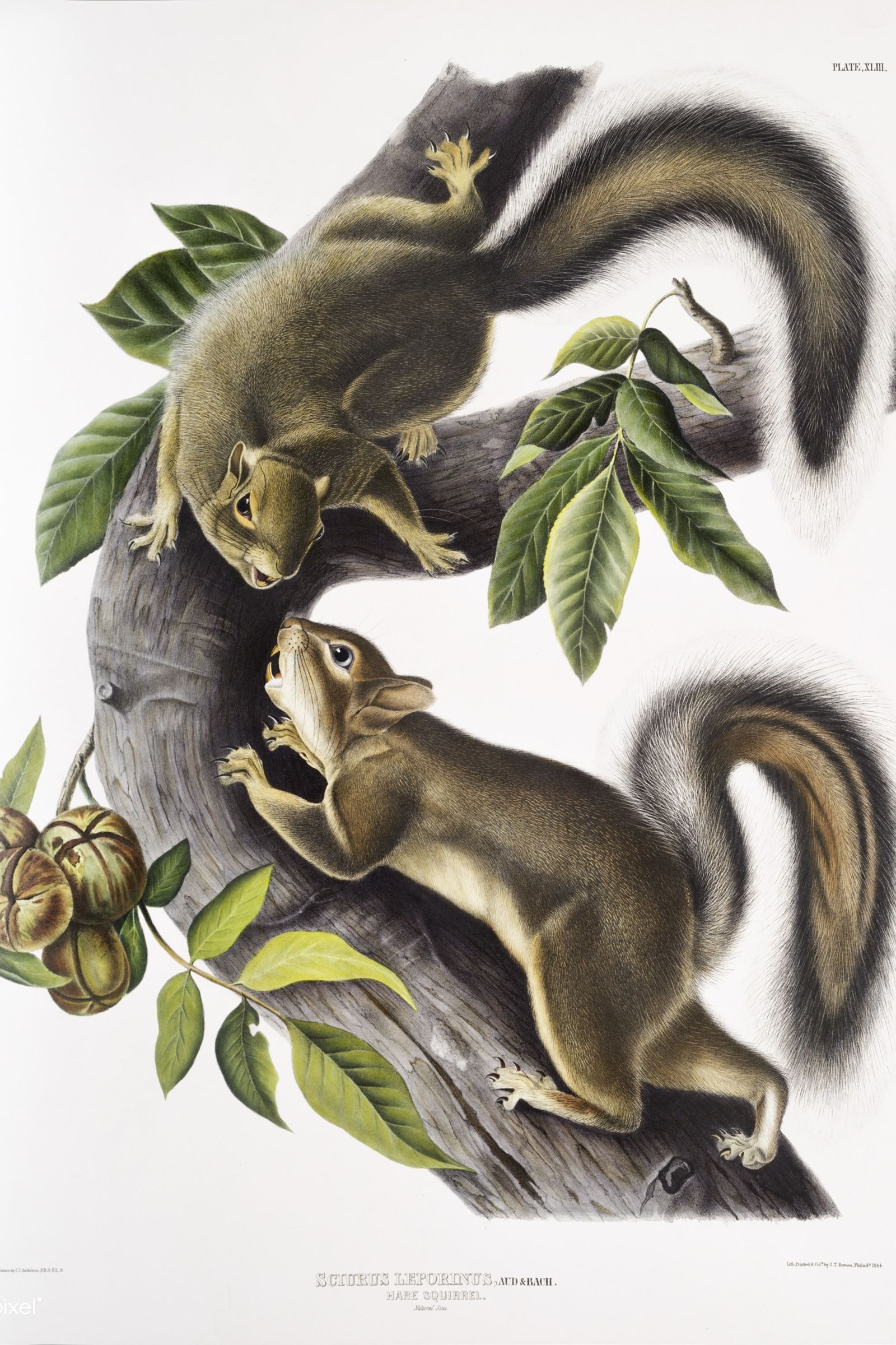 Hare Squirrel