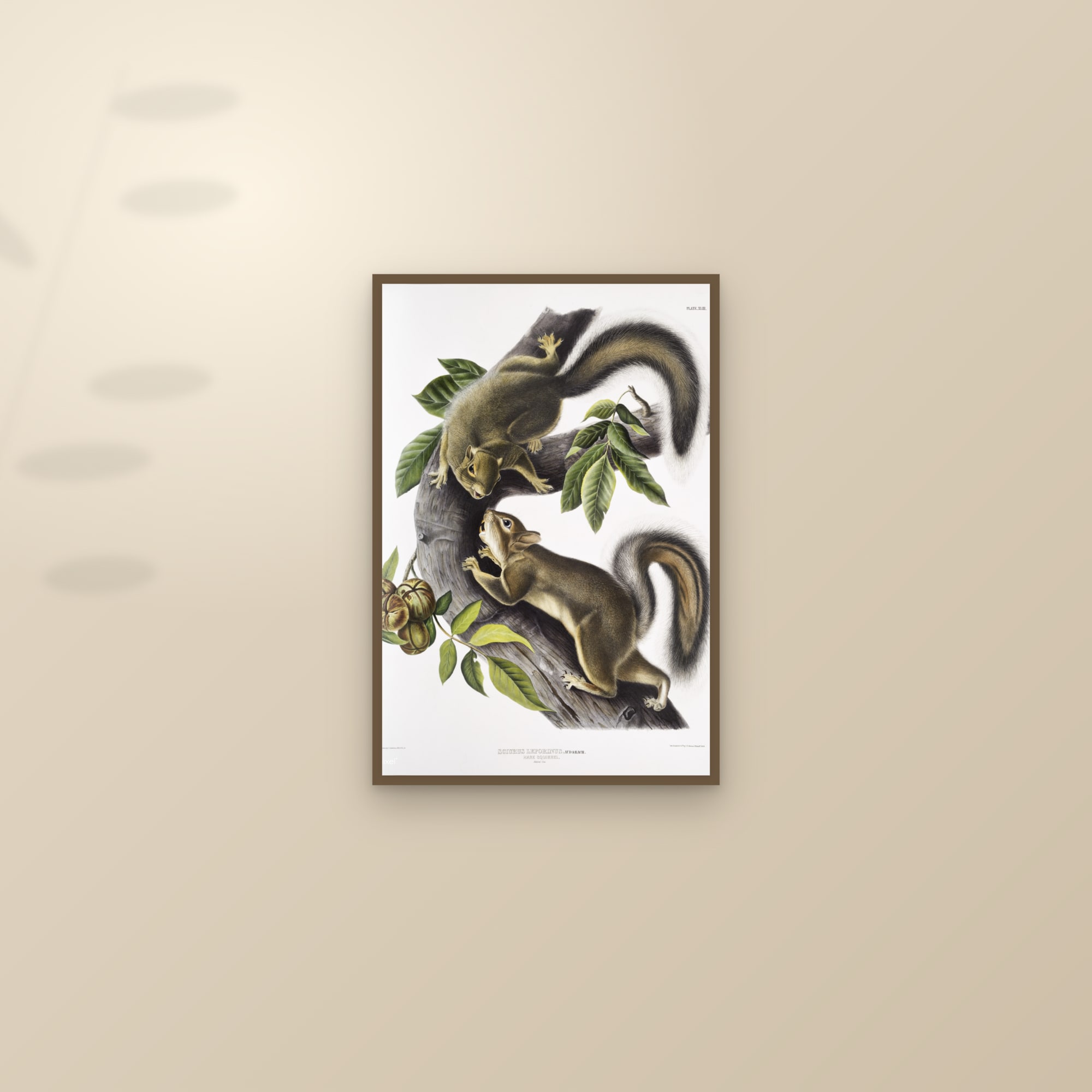 Hare Squirrel — framed and styled on a sunlit wall