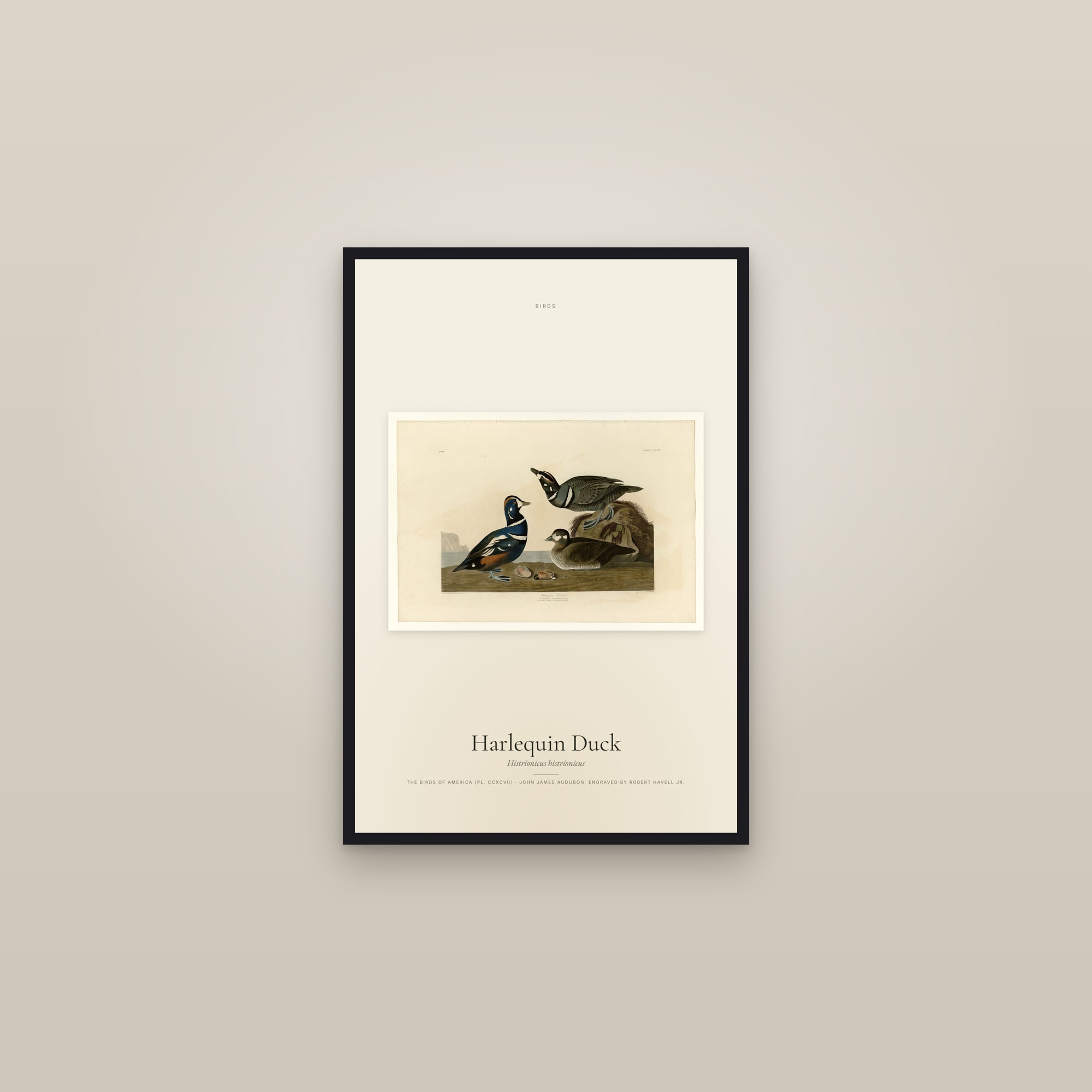 Harlequin Duck — framed in a gallery setting