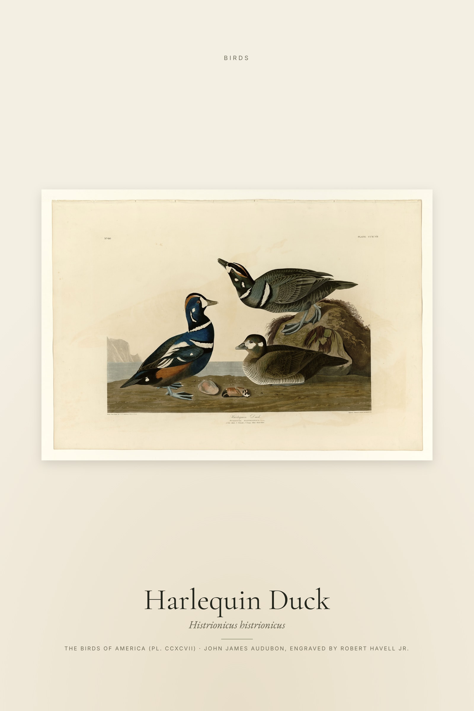 Harlequin Duck