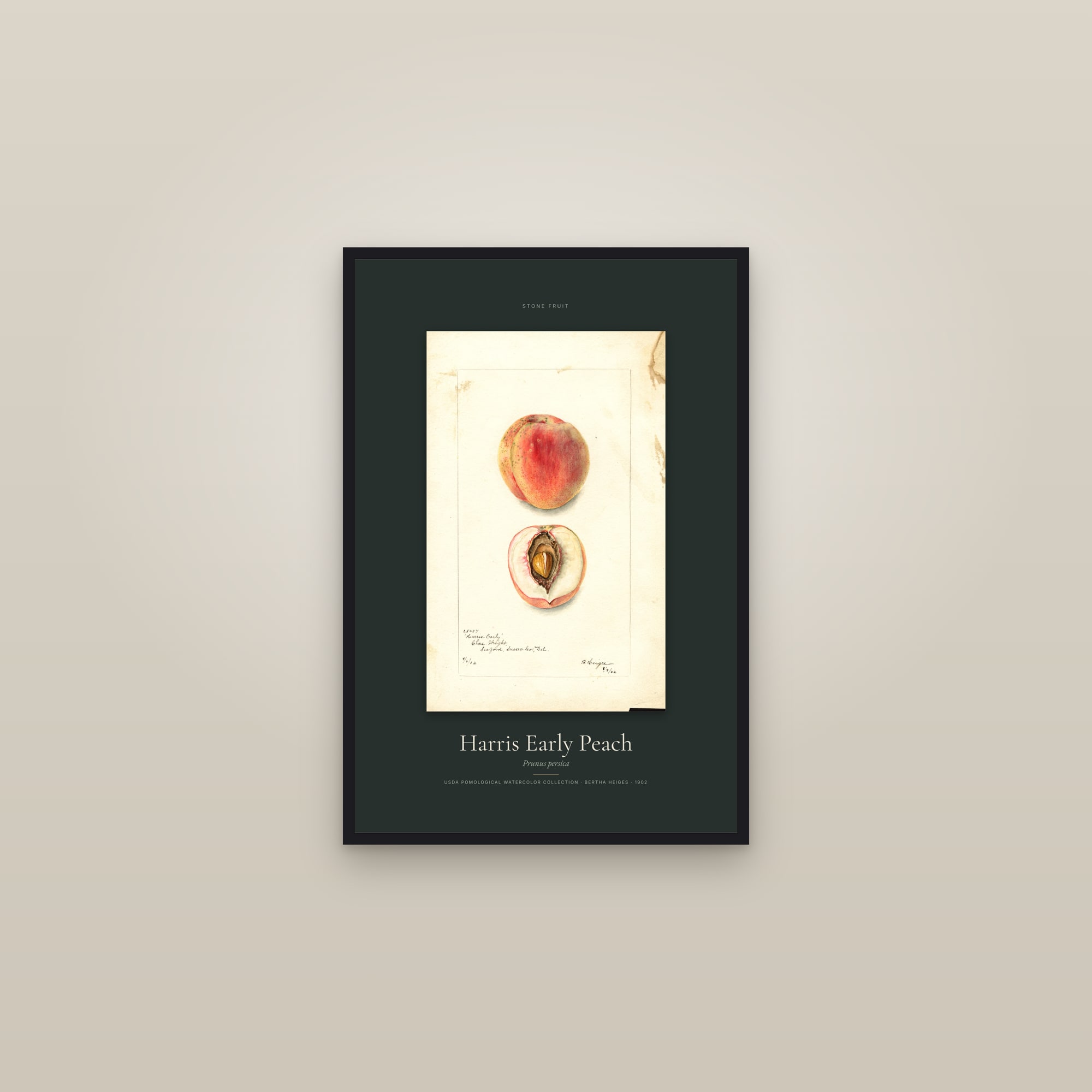 Harris Early Peach — Specimen — framed in a gallery setting