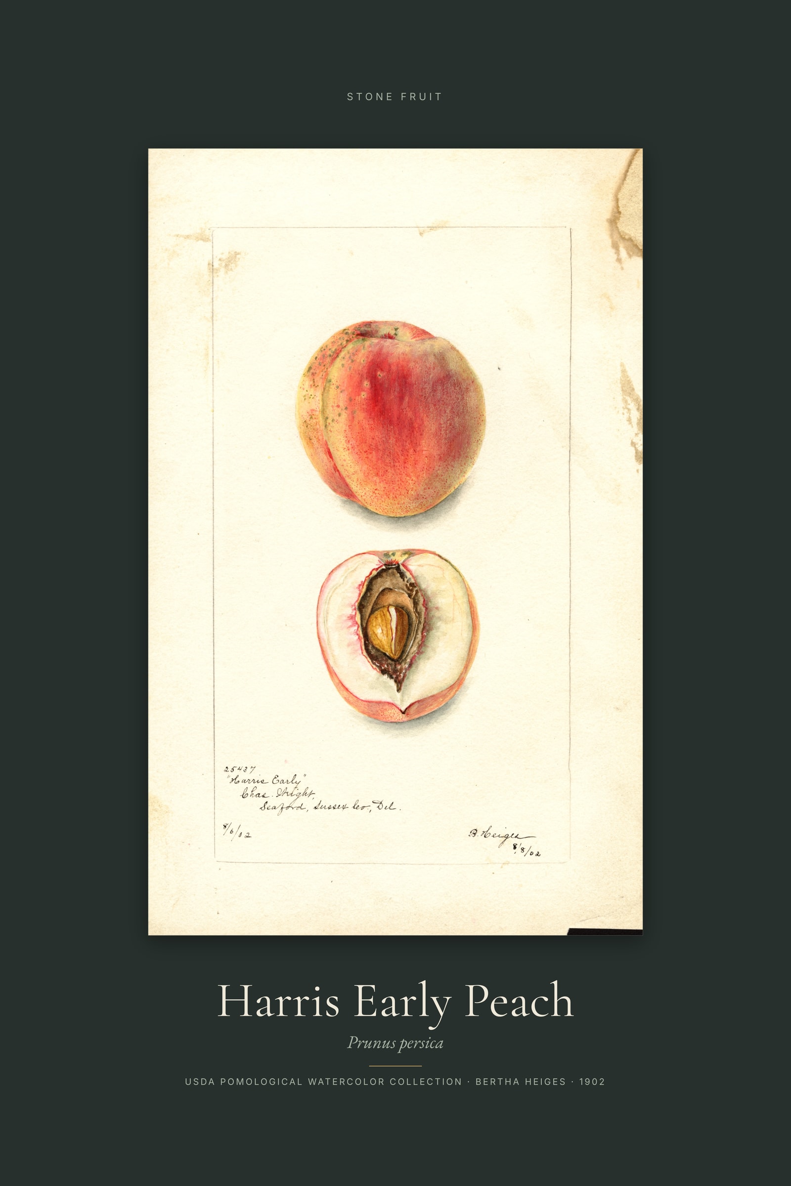 Harris Early Peach — Specimen