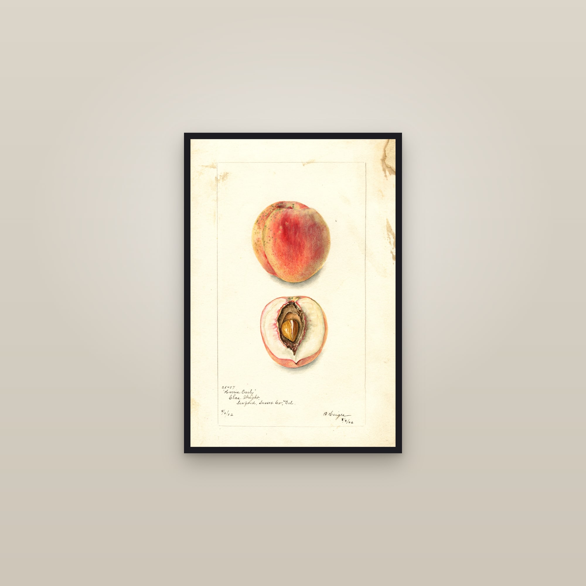 Harris Early Peach — framed in a gallery setting