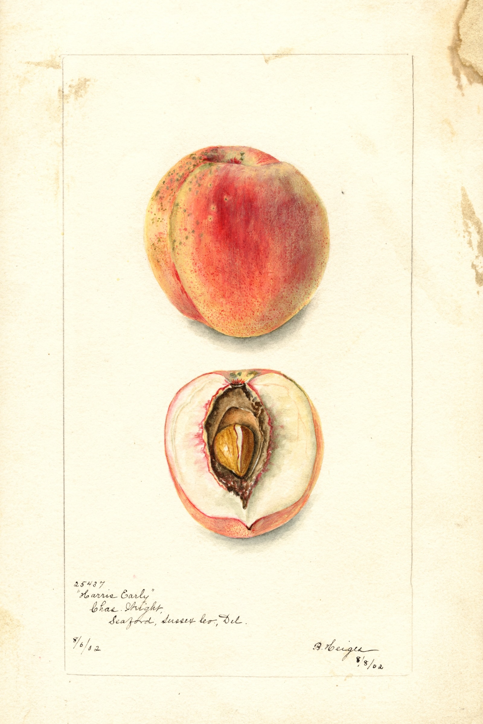 Harris Early Peach