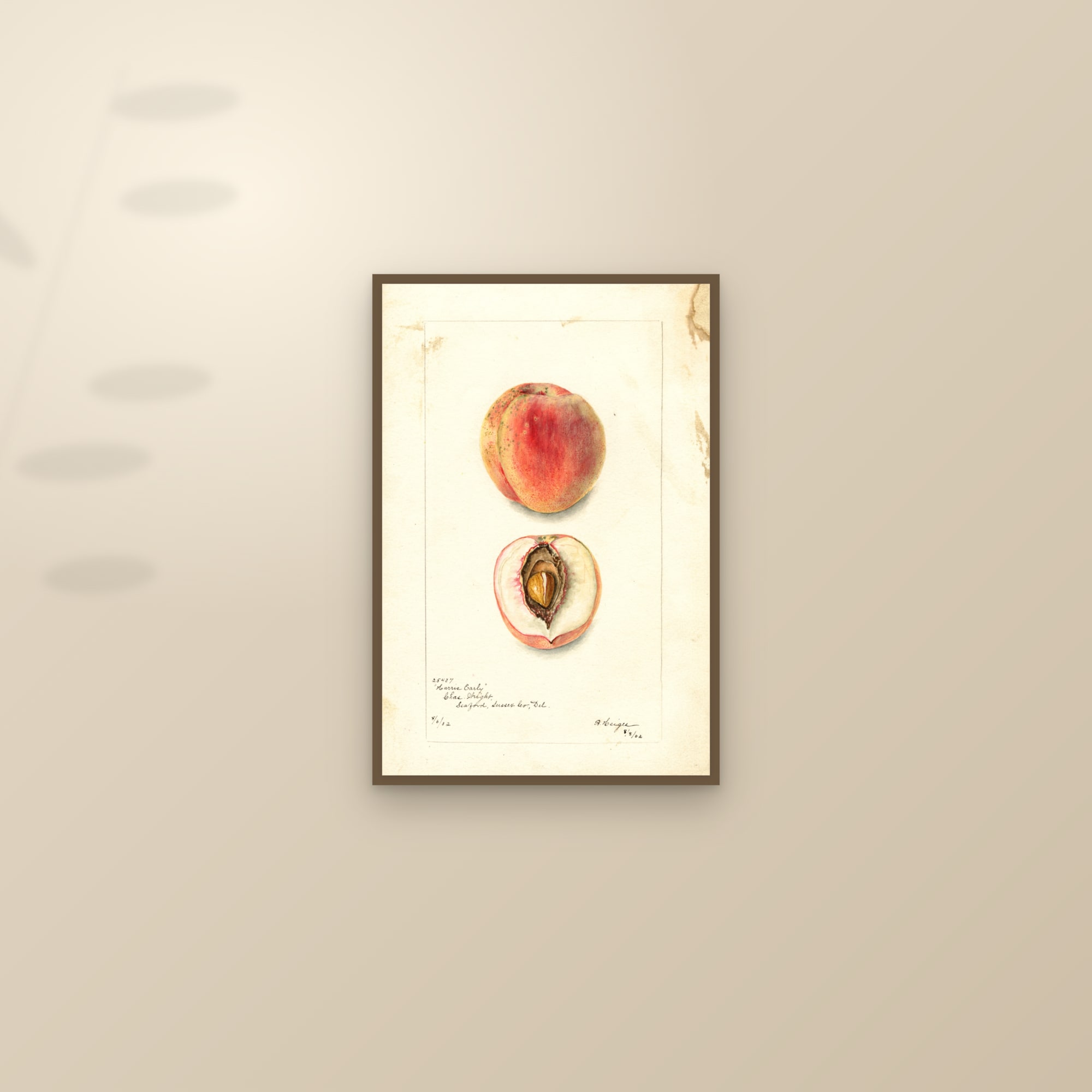 Harris Early Peach — framed and styled on a sunlit wall