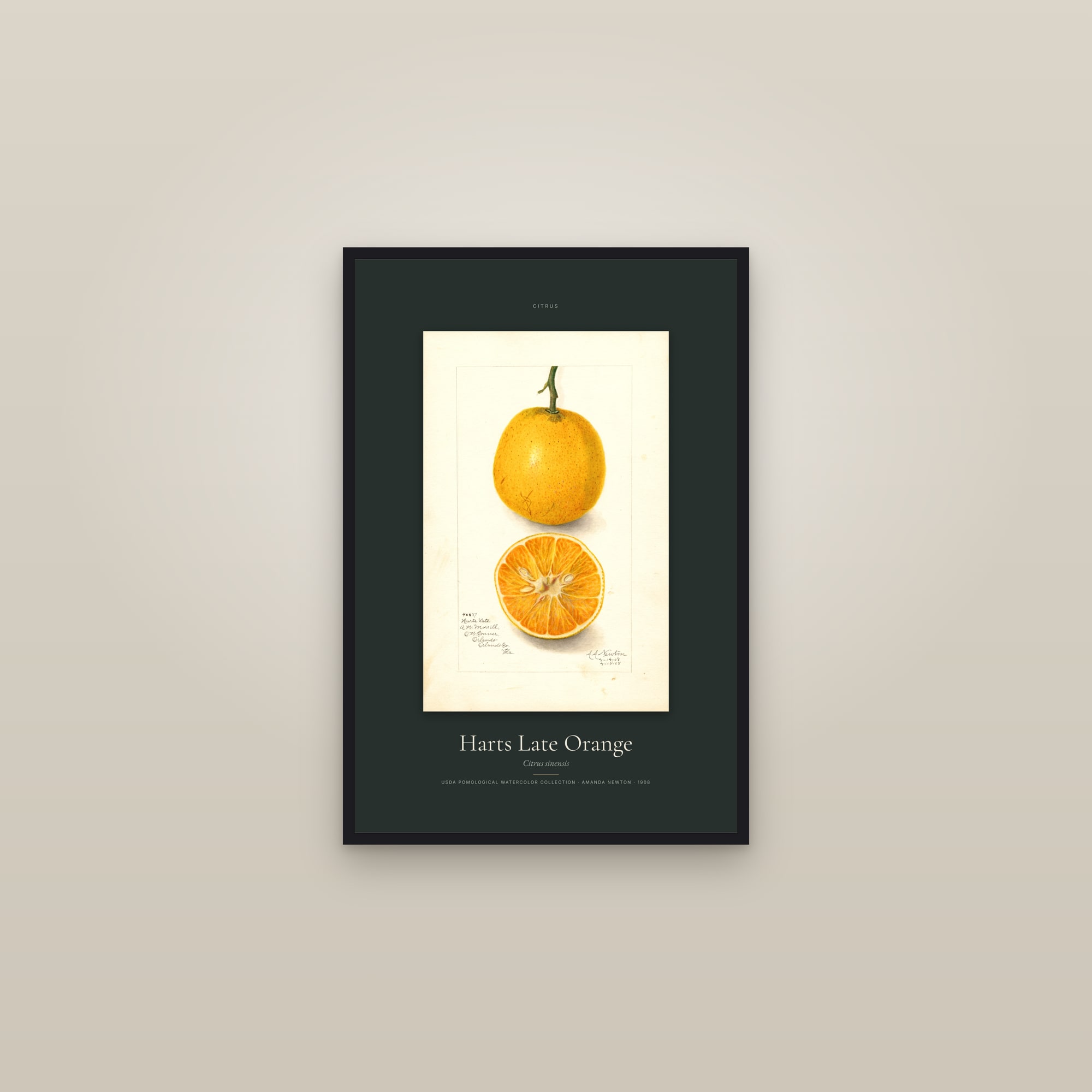Harts Late Orange — Specimen — framed in a gallery setting