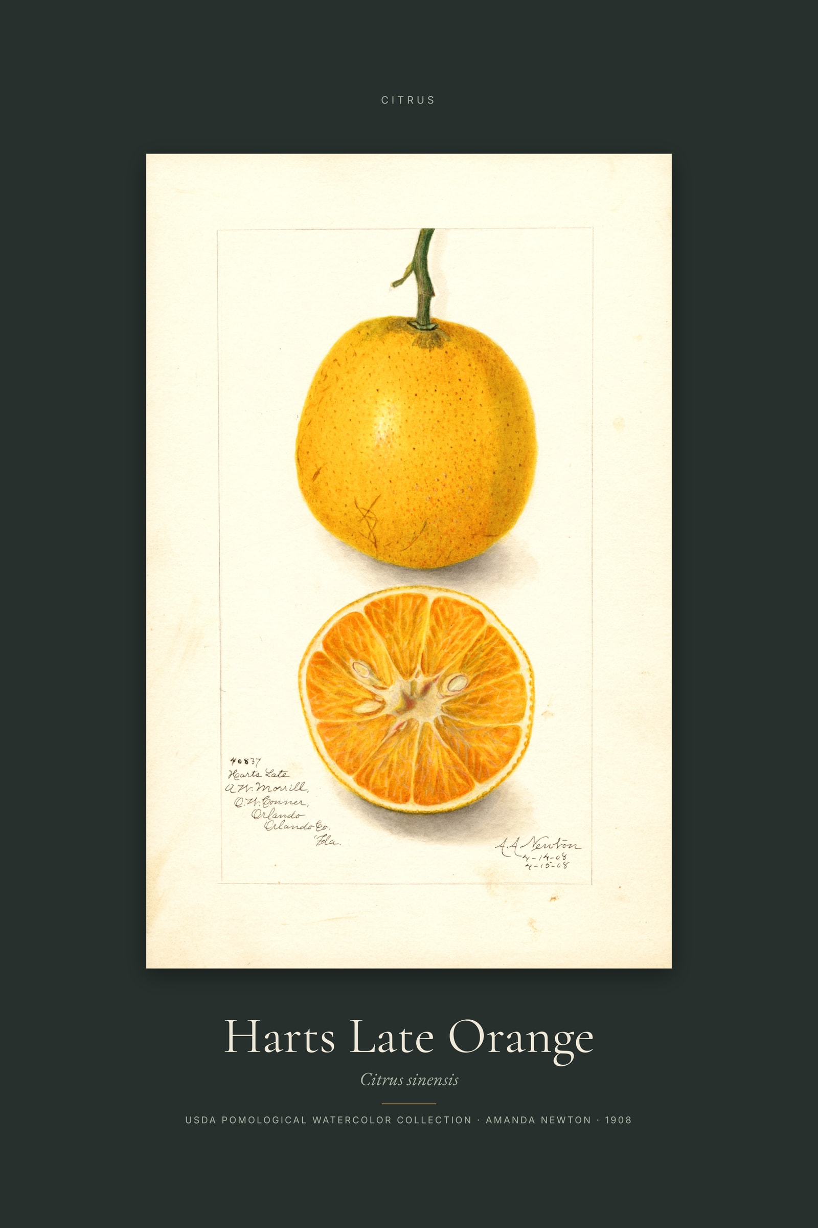 Harts Late Orange — Specimen
