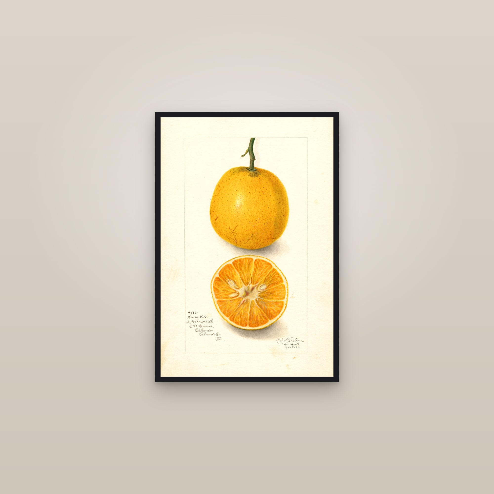 Harts Late Orange — framed in a gallery setting