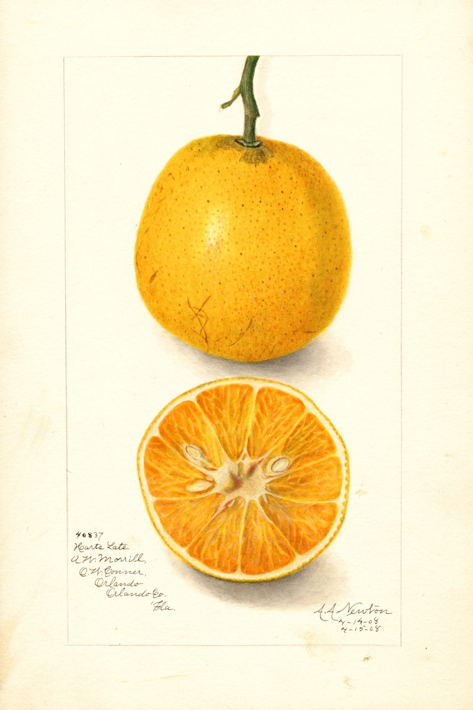 Harts Late Orange