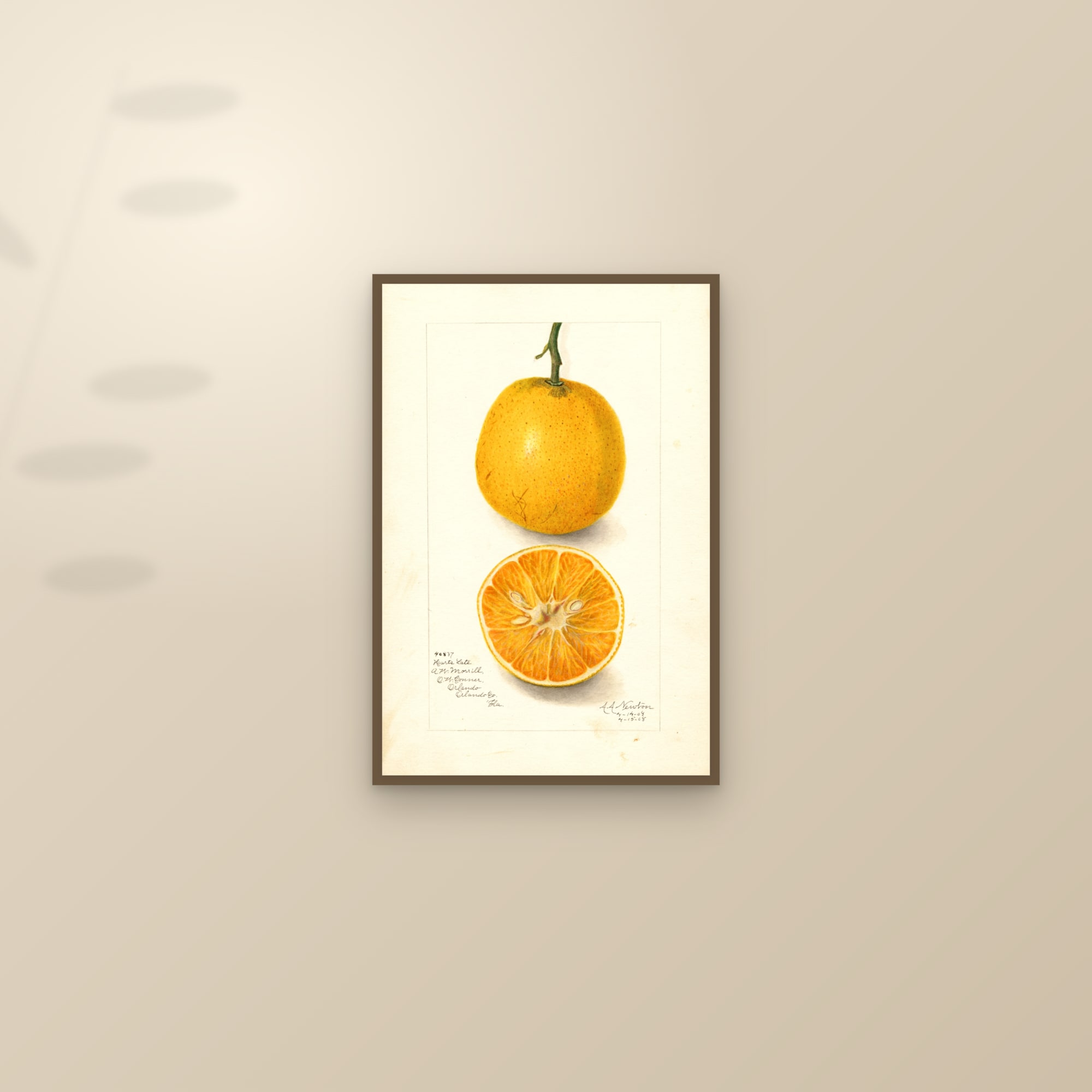 Harts Late Orange — framed and styled on a sunlit wall