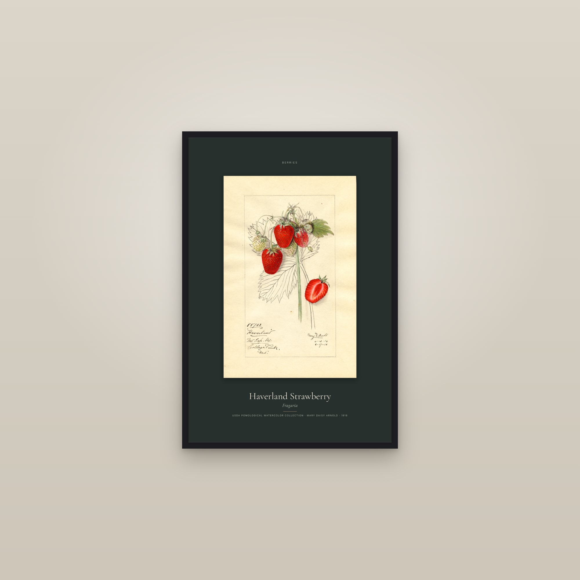 Haverland Strawberry — Specimen — framed in a gallery setting