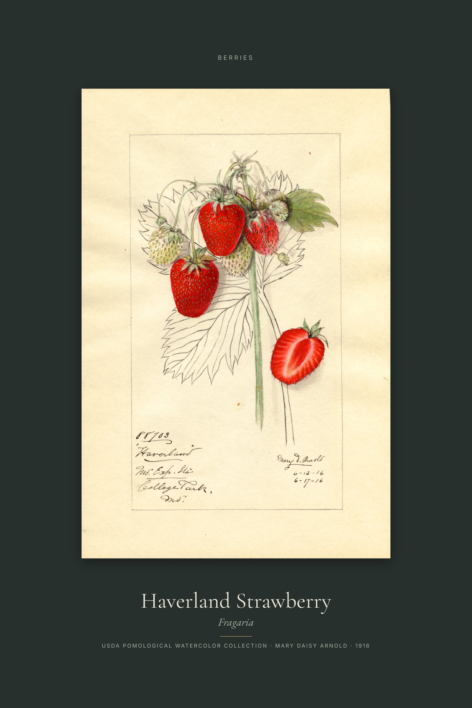 Haverland Strawberry — Specimen