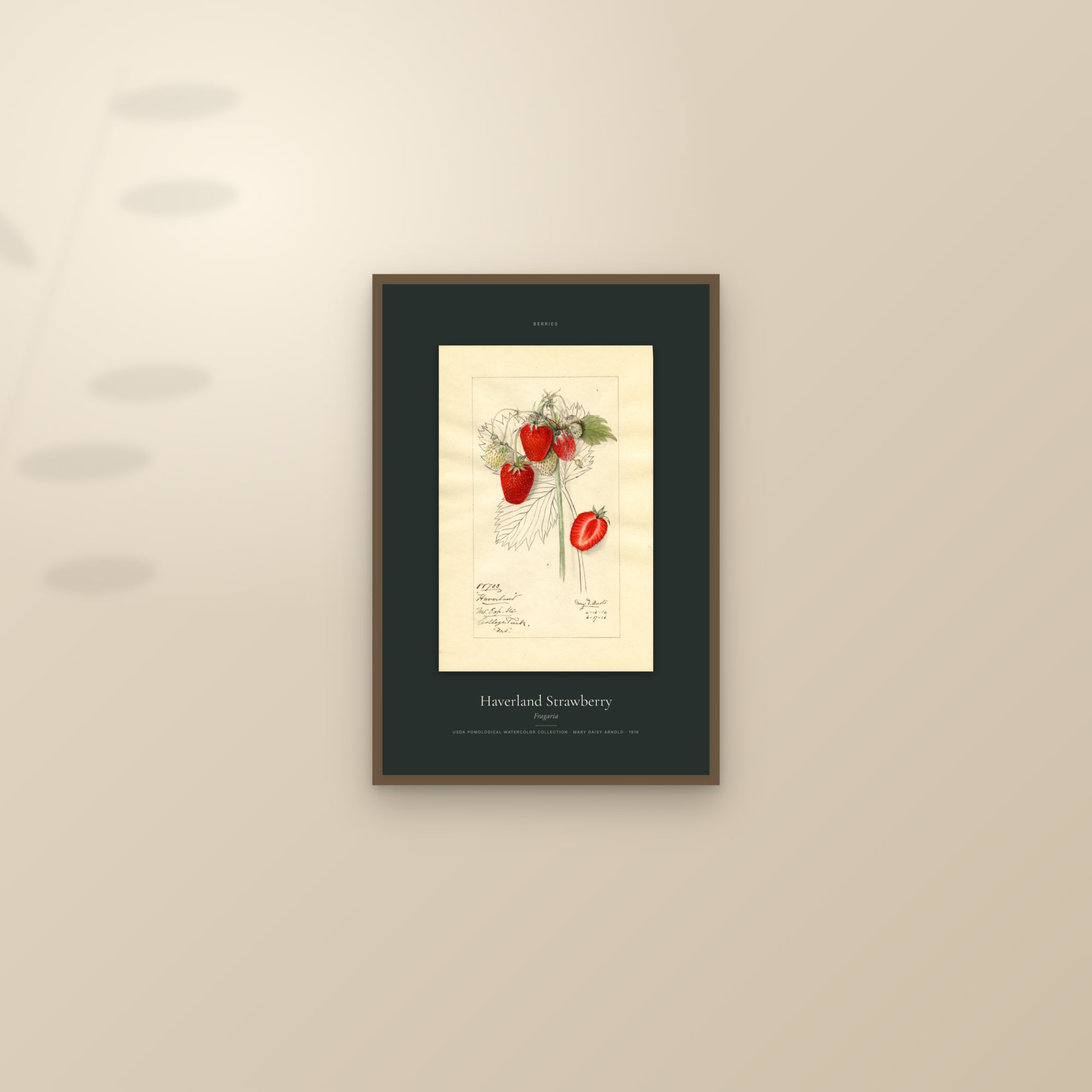 Haverland Strawberry — Specimen — framed and styled on a sunlit wall