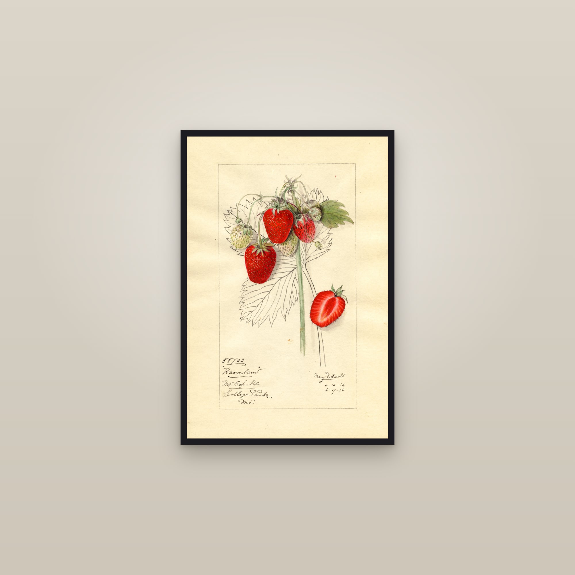 Haverland Strawberry — framed in a gallery setting