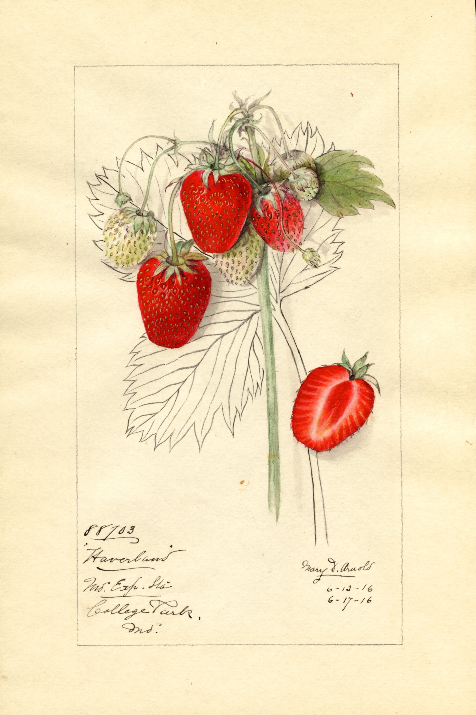 Haverland Strawberry