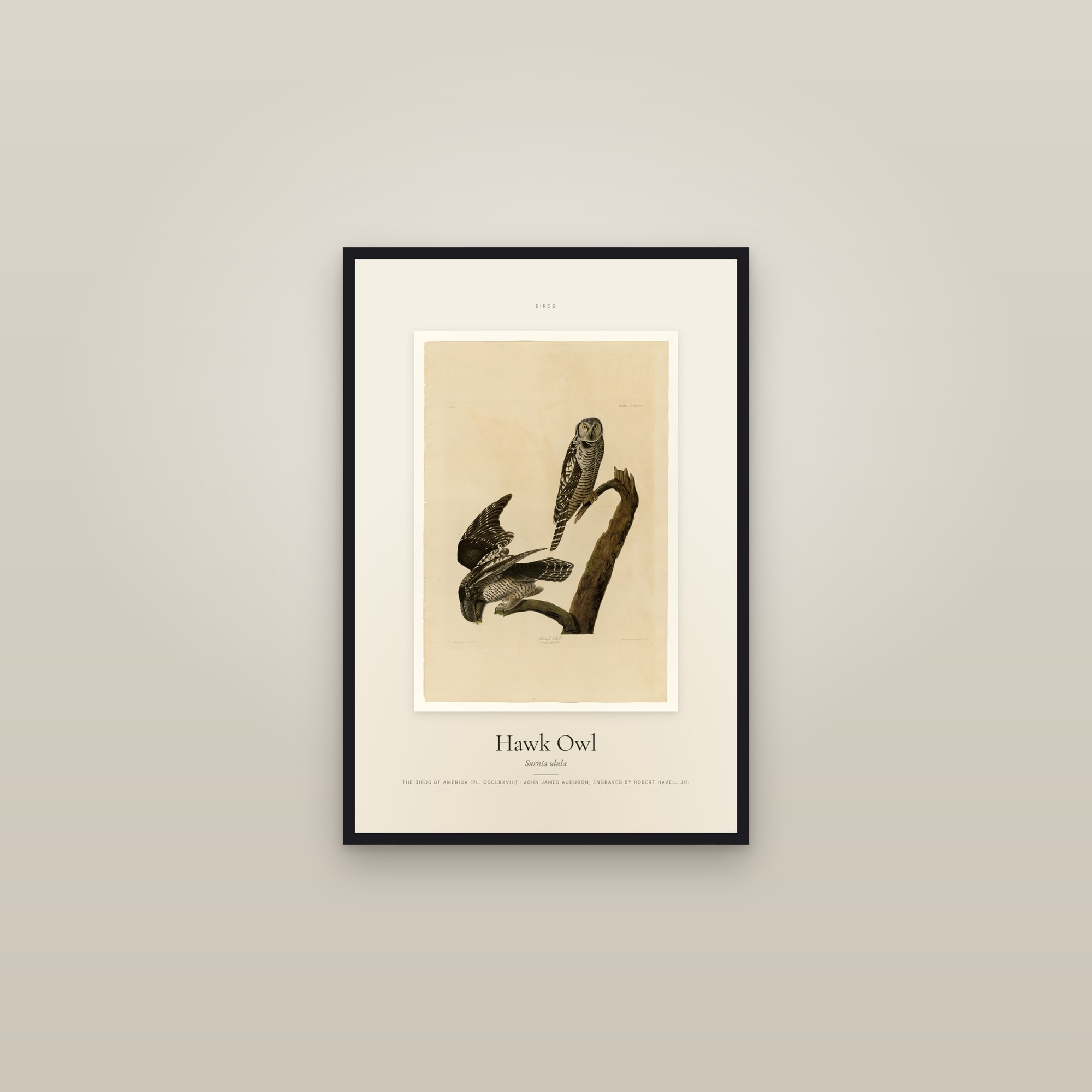 Hawk Owl — Specimen — framed in a gallery setting